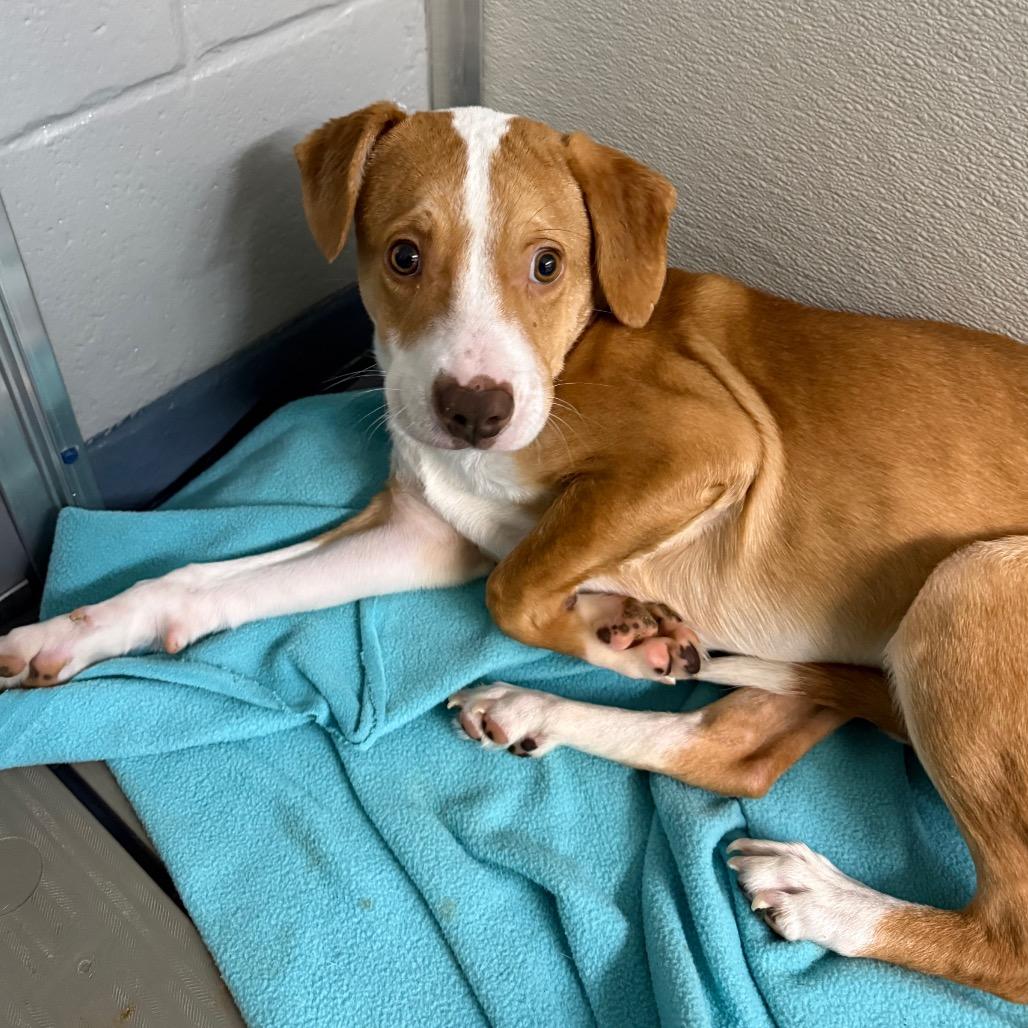 Enlarge Freddy, a Adoptable mixed breed in Galax, VA image 3/3