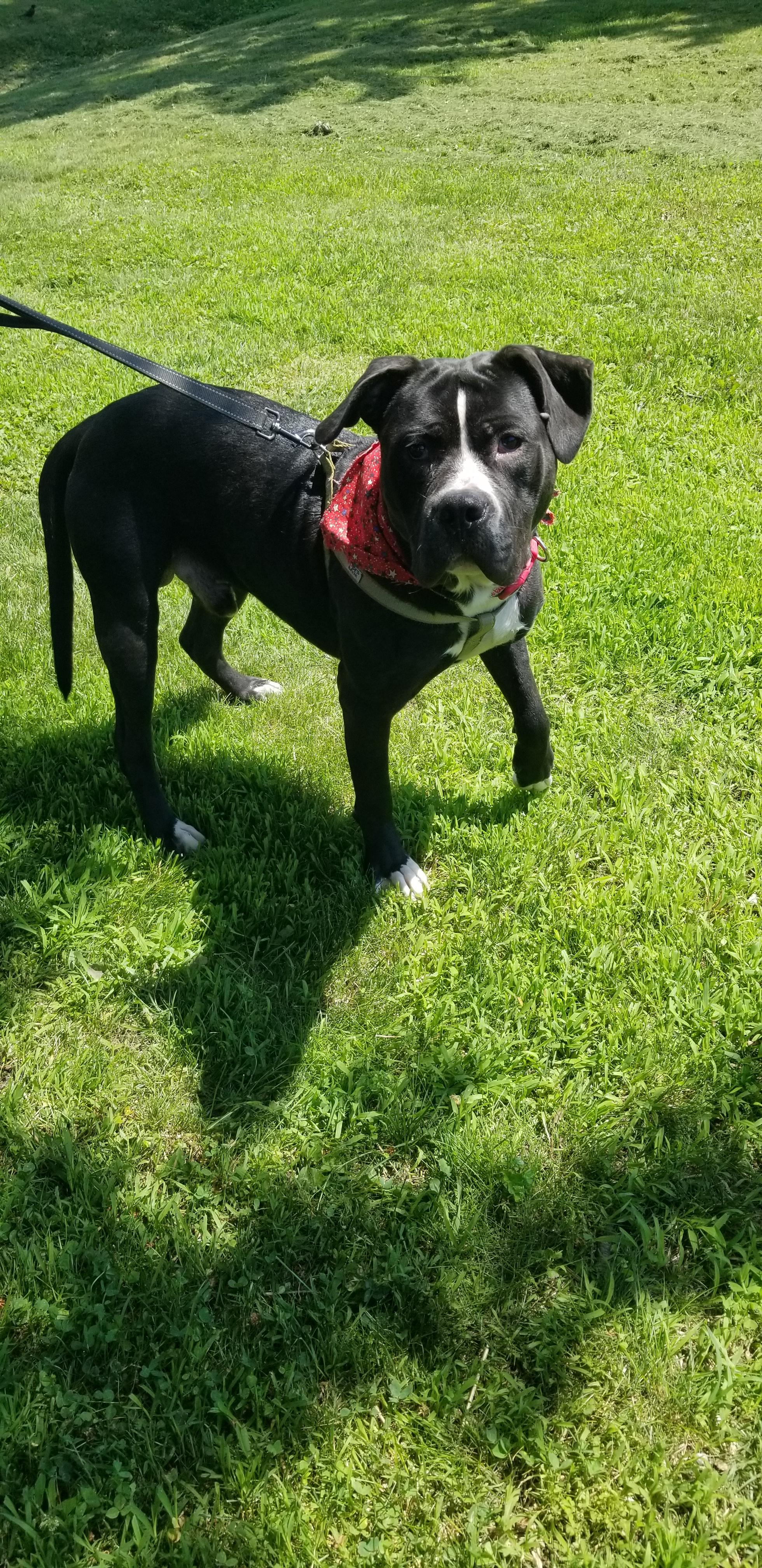 Buddy (CP), a ADOPTABLE mixed breed in Clinton, IL image 2/3