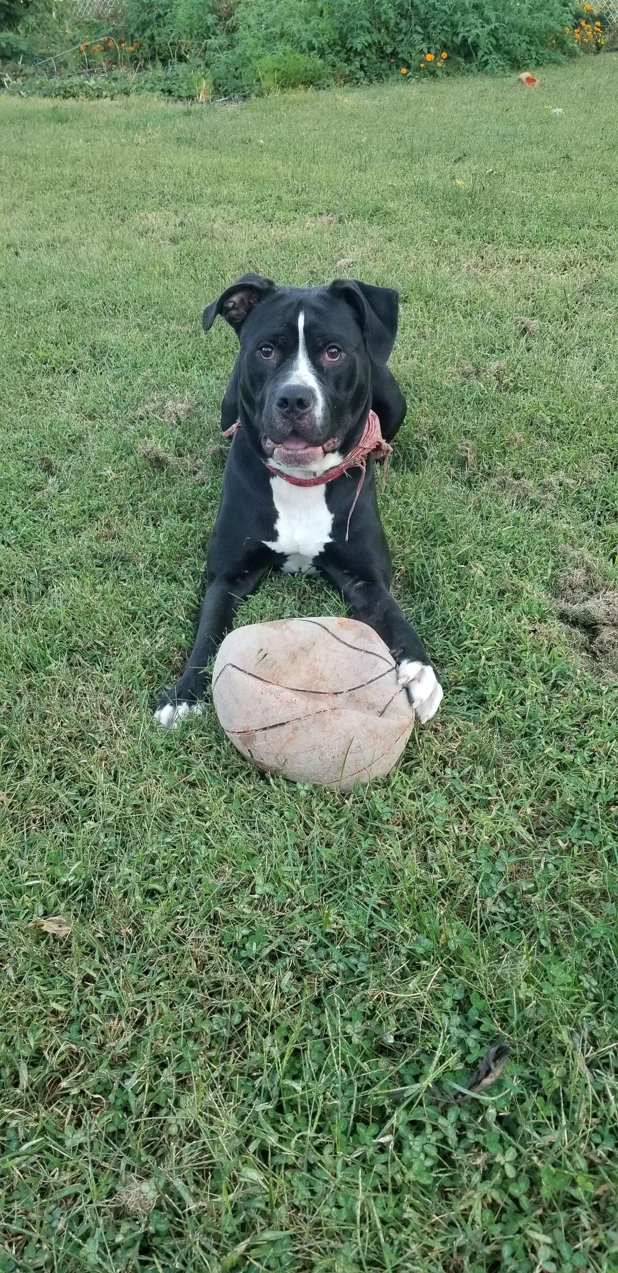 Enlarge Buddy (CP), a Adoptable mixed breed in Clinton, IL image 4/4