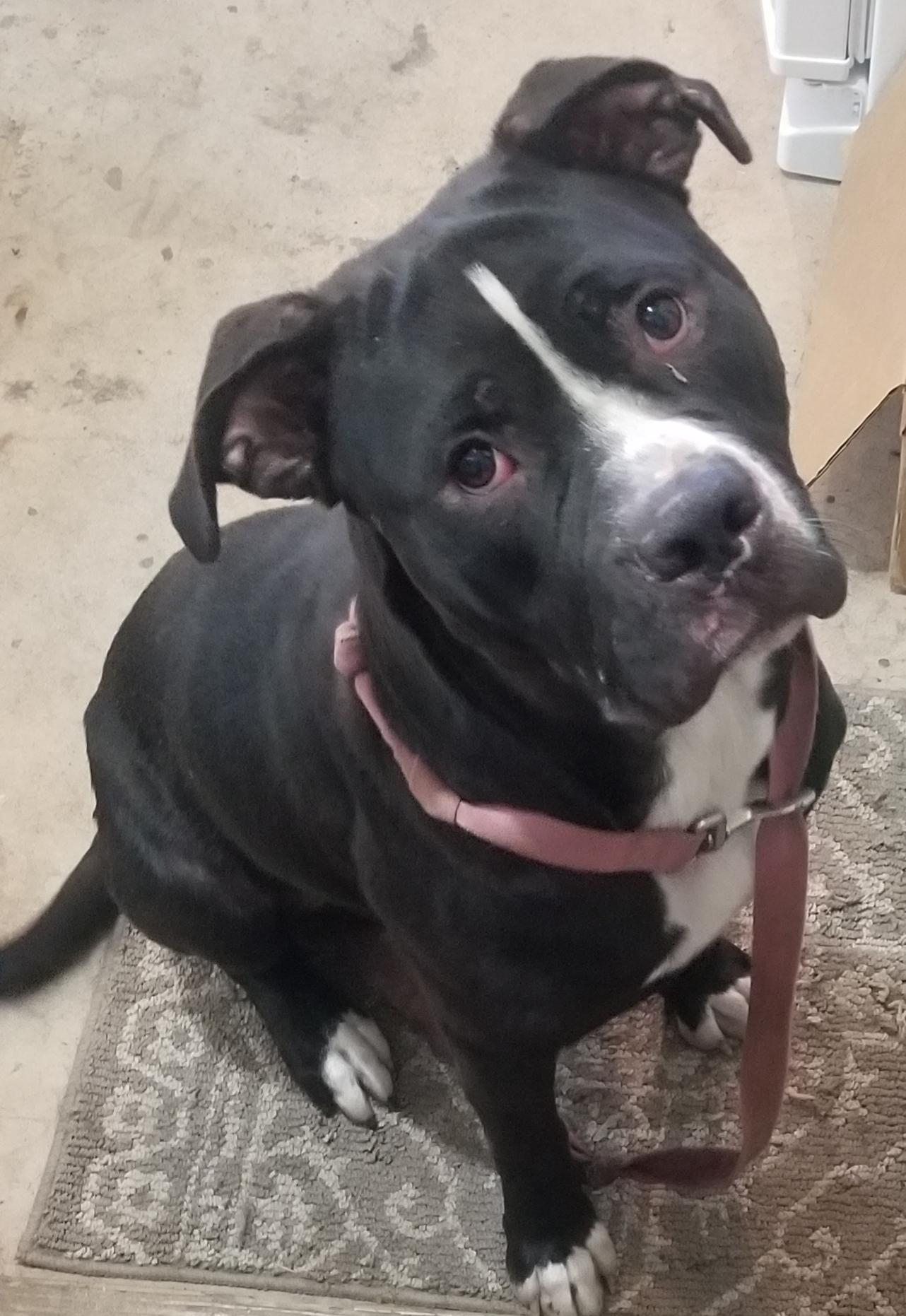 Buddy (CP), a ADOPTABLE mixed breed in Clinton, IL image 1/3