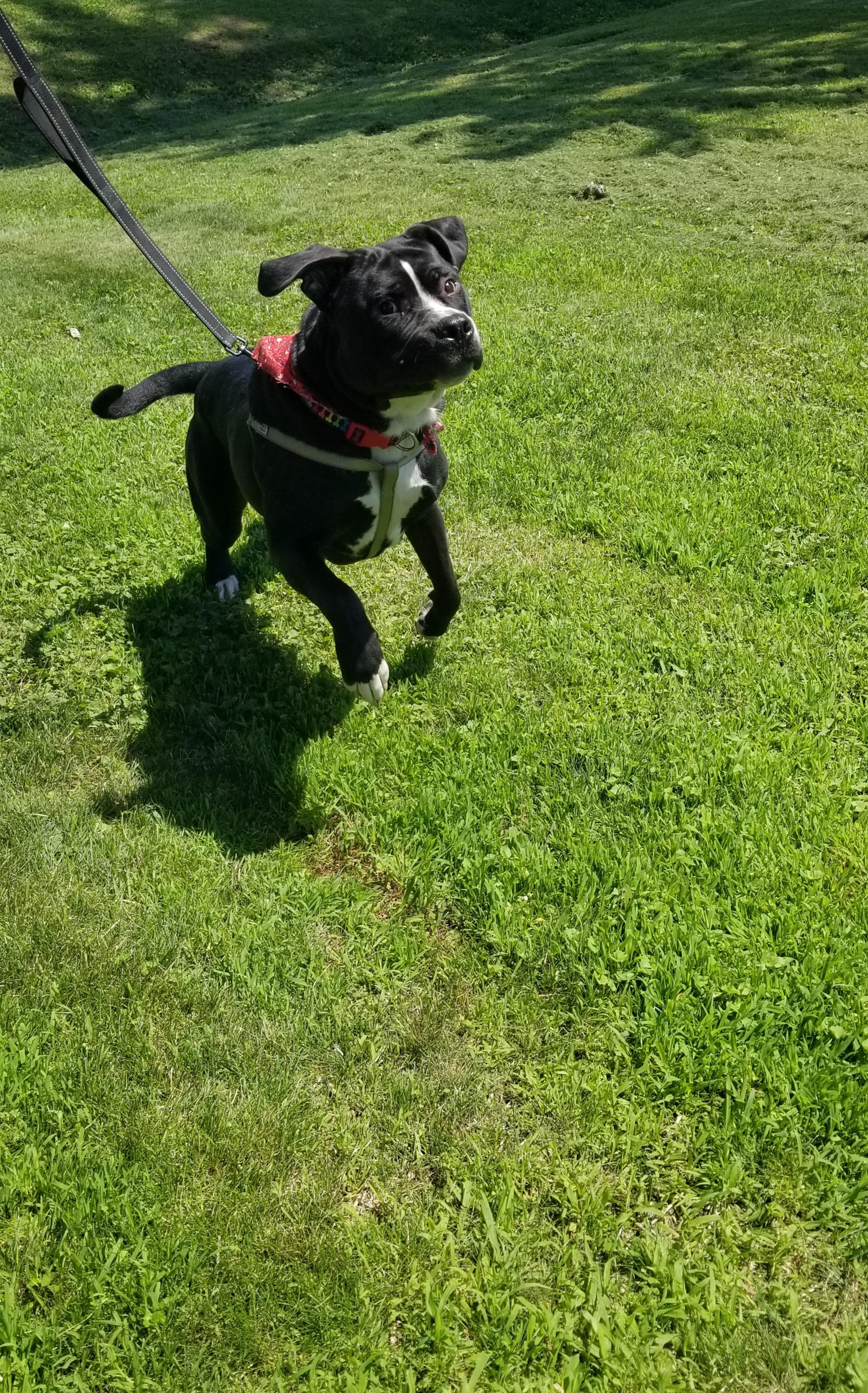Buddy (CP), a ADOPTABLE mixed breed in Clinton, IL image 3/3