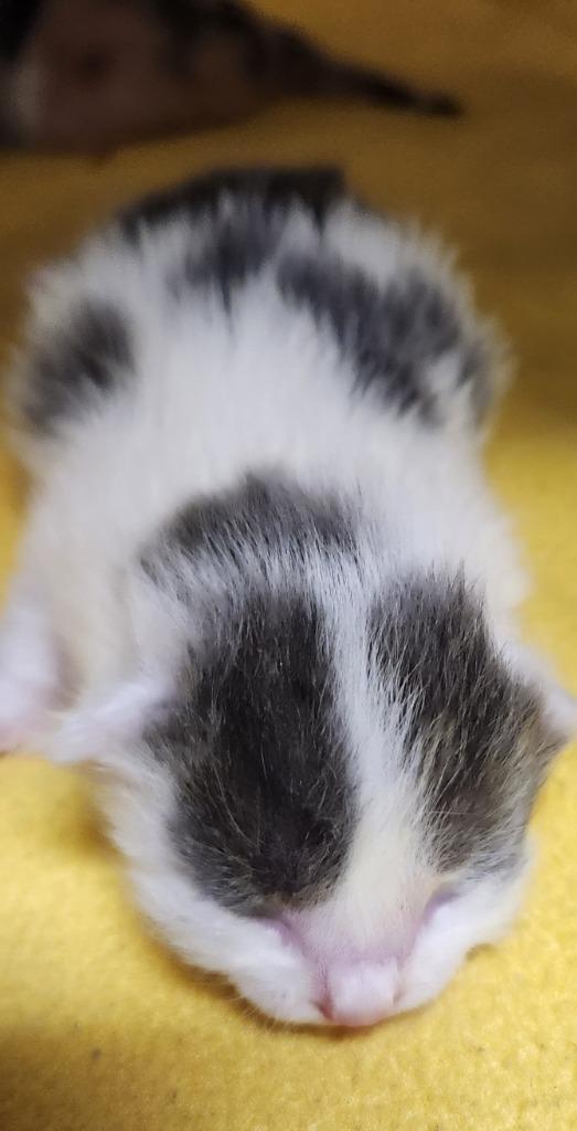 Enlarge 2026-01-184, a Adopted mixed breed in Winder, GA image 1/1