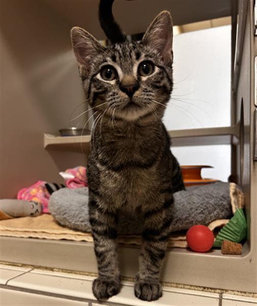 SAM WISE, Adoptable, Young Male Domestic Short Hair.