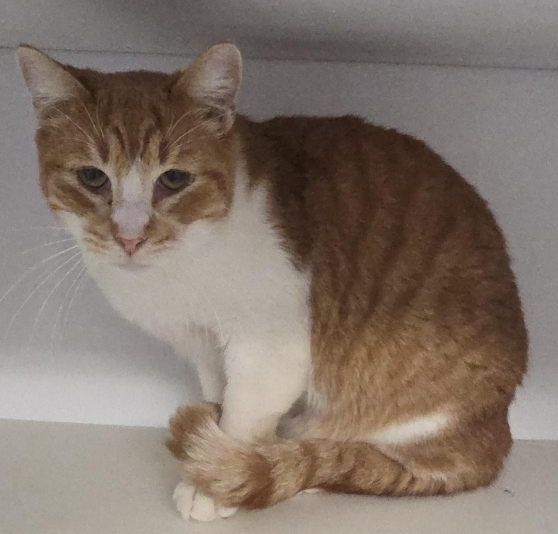 Marigold, ADOPTABLE, Adult Male Domestic Short Hair.
