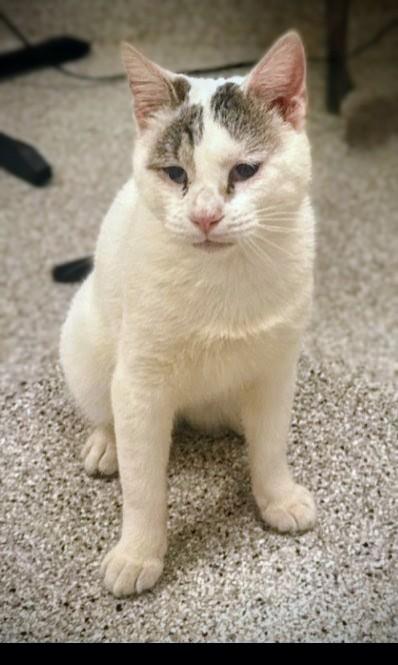 Nano, an adoptable Domestic Short Hair in Kearney, NE, 68845 | Photo Image 1