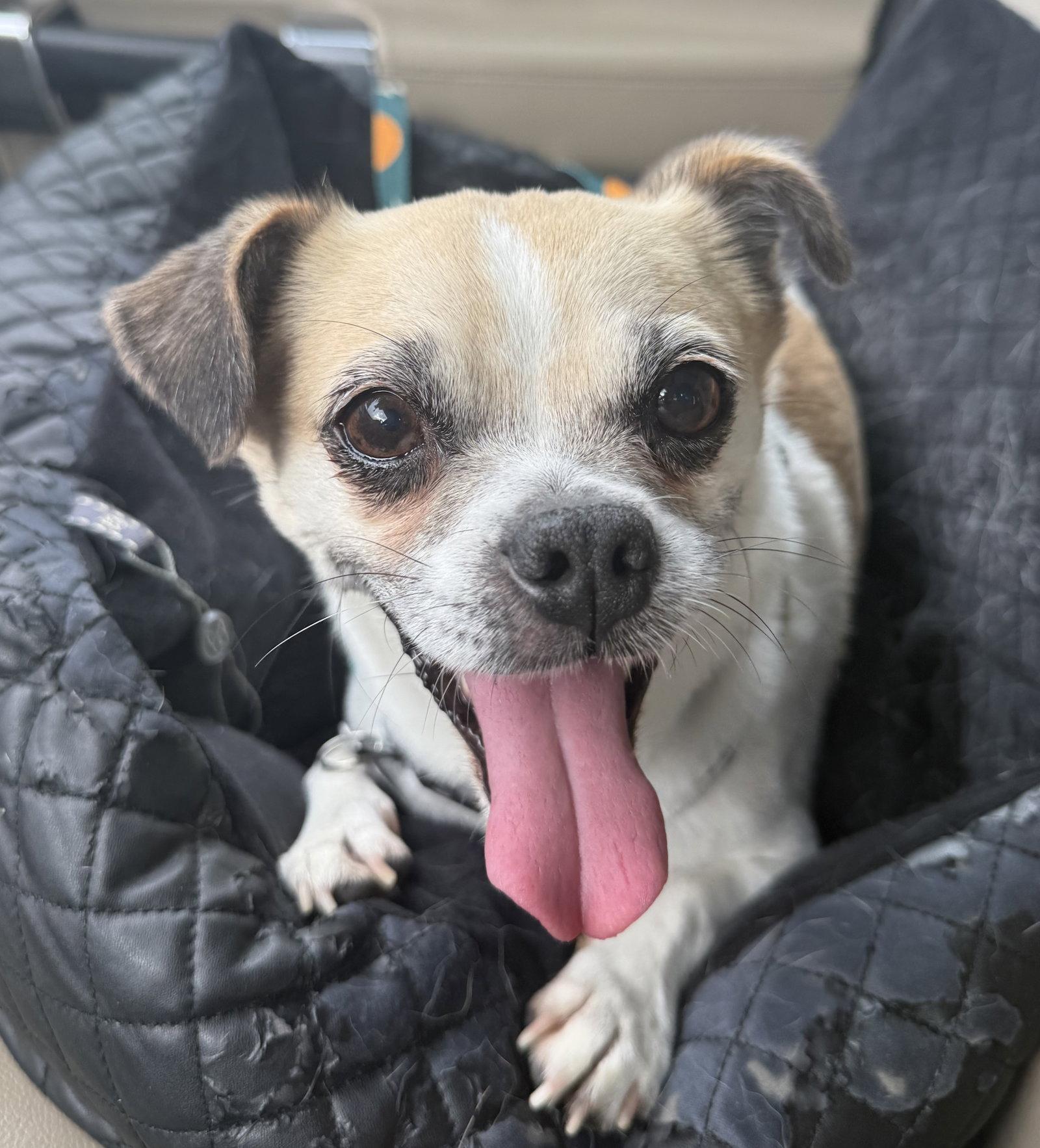Rocky, Adoptable, Adult Male Pug & Chihuahua.