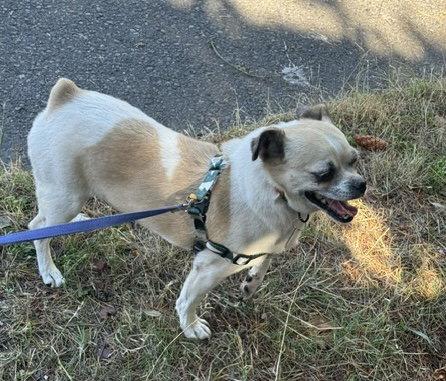 Enlarge Rocky, a Adoptable mixed breed in Seattle, WA image 2/3