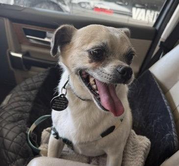 Enlarge Rocky, a Adoptable mixed breed in Seattle, WA image 3/3