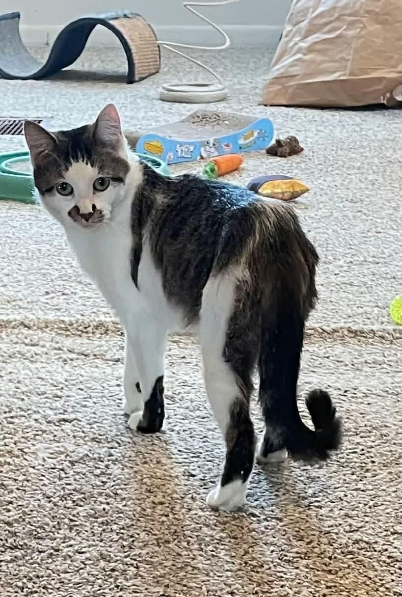 Enlarge Katie, a ADOPTABLE Domestic Short Hair in Rochester , NY image 6/6