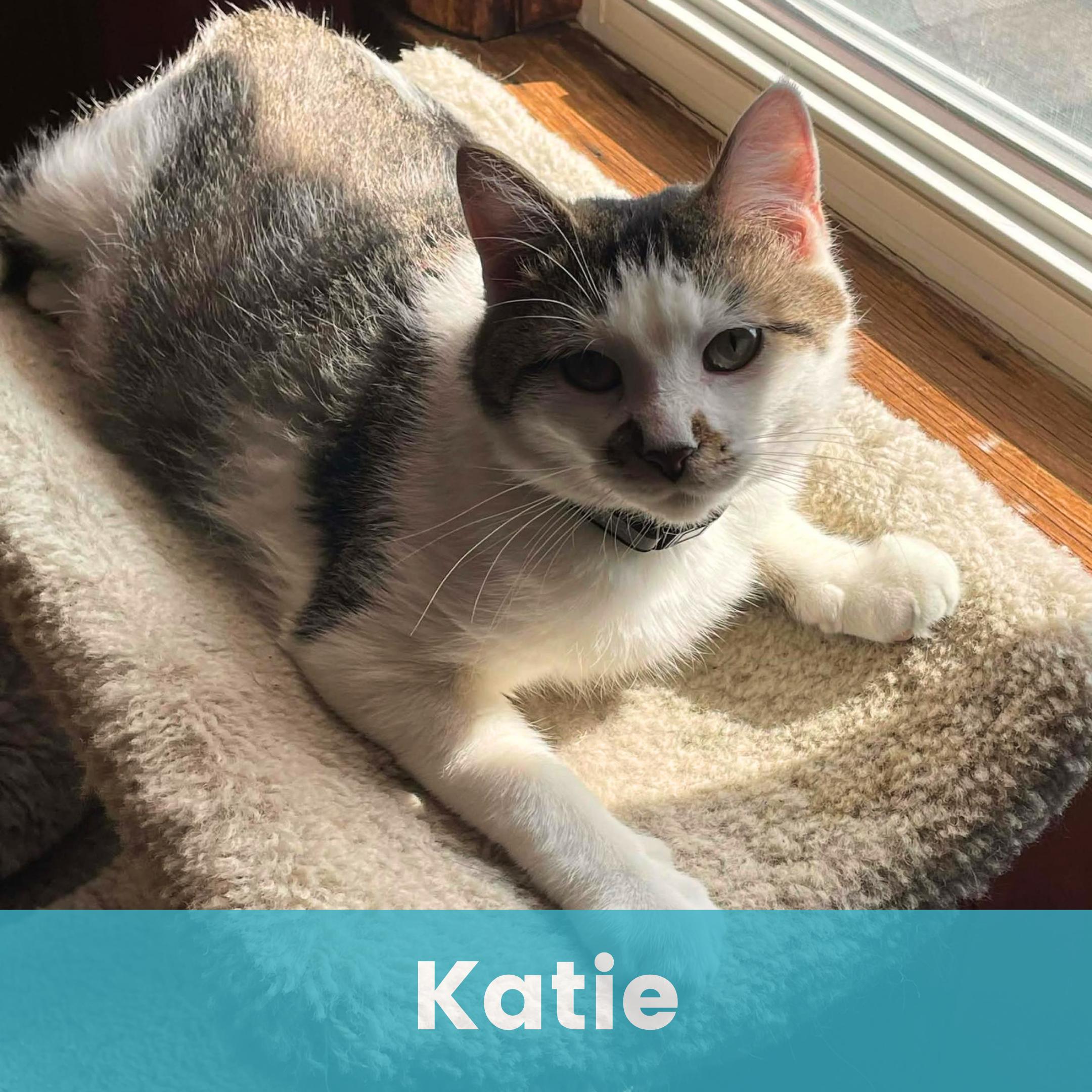 Enlarge Katie, a ADOPTABLE Domestic Short Hair in Rochester , NY image 1/6