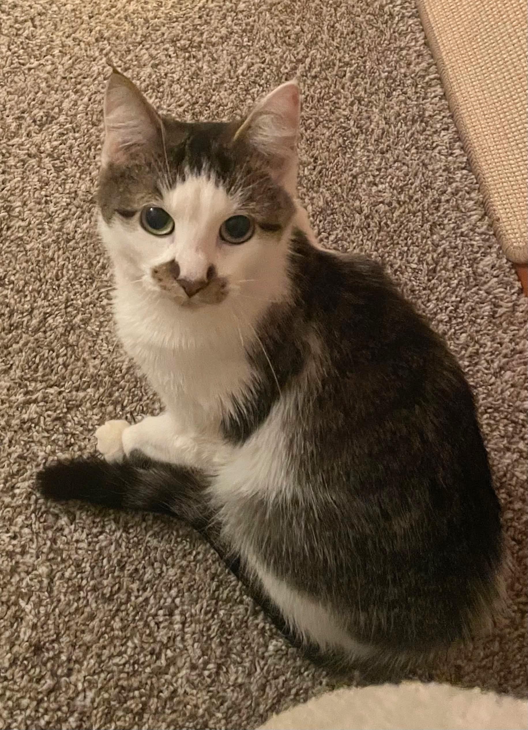 Enlarge Katie, a ADOPTABLE Domestic Short Hair in Rochester , NY image 3/6