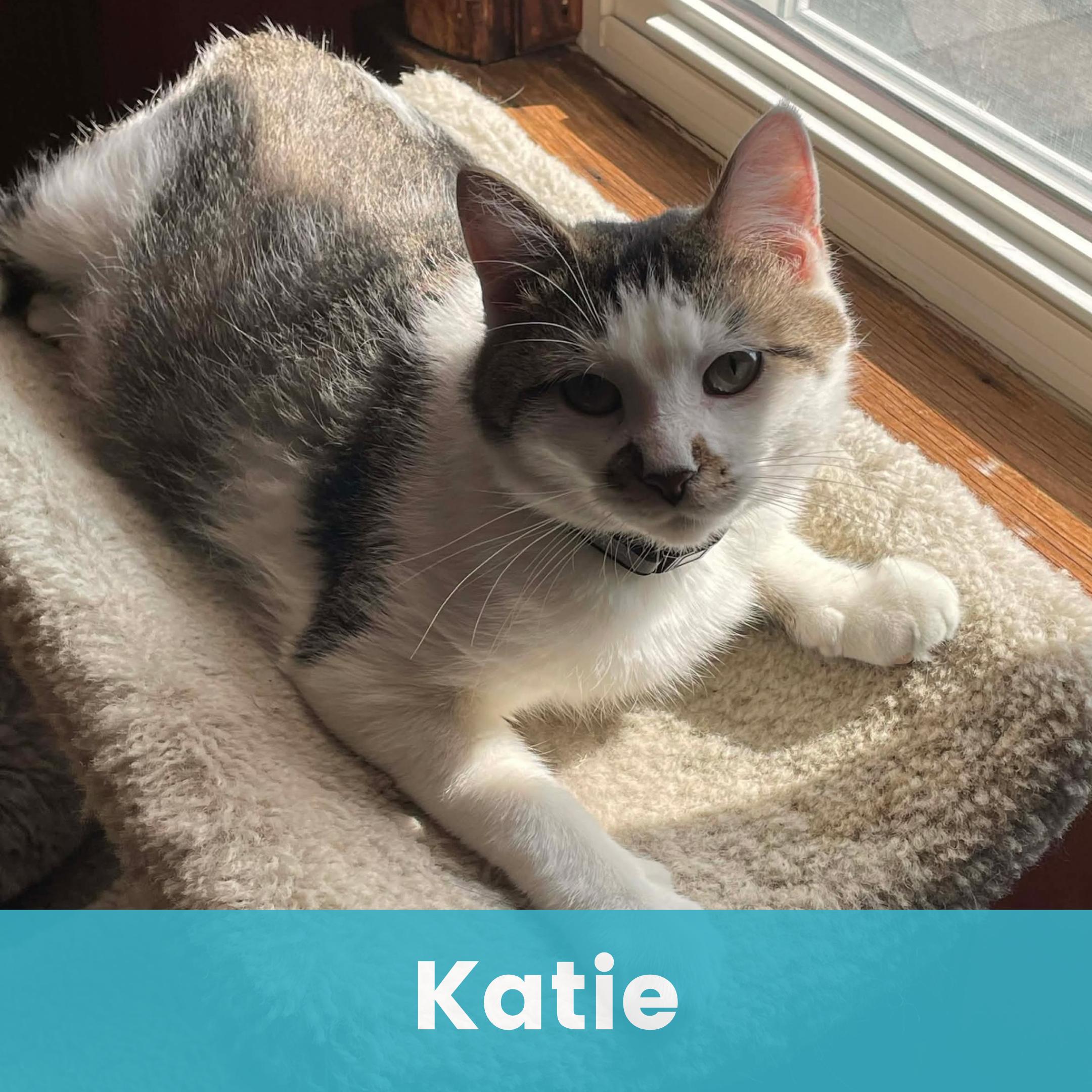 Enlarge Katie, a ADOPTABLE Domestic Short Hair in Rochester , NY image 1/6