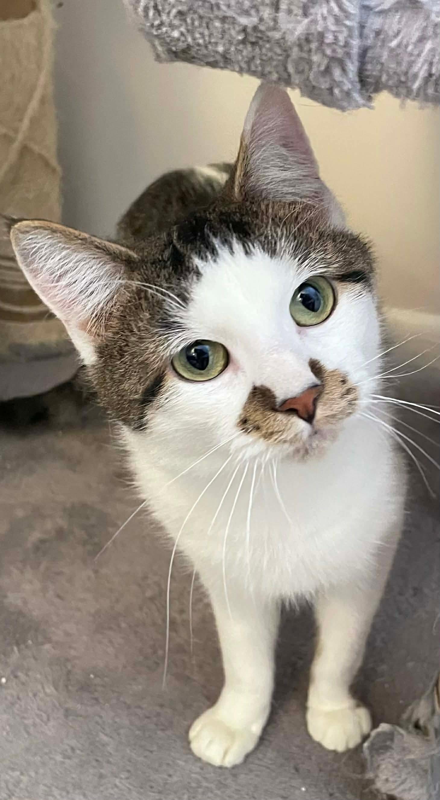 Enlarge Katie, a ADOPTABLE Domestic Short Hair in Rochester , NY image 3/6