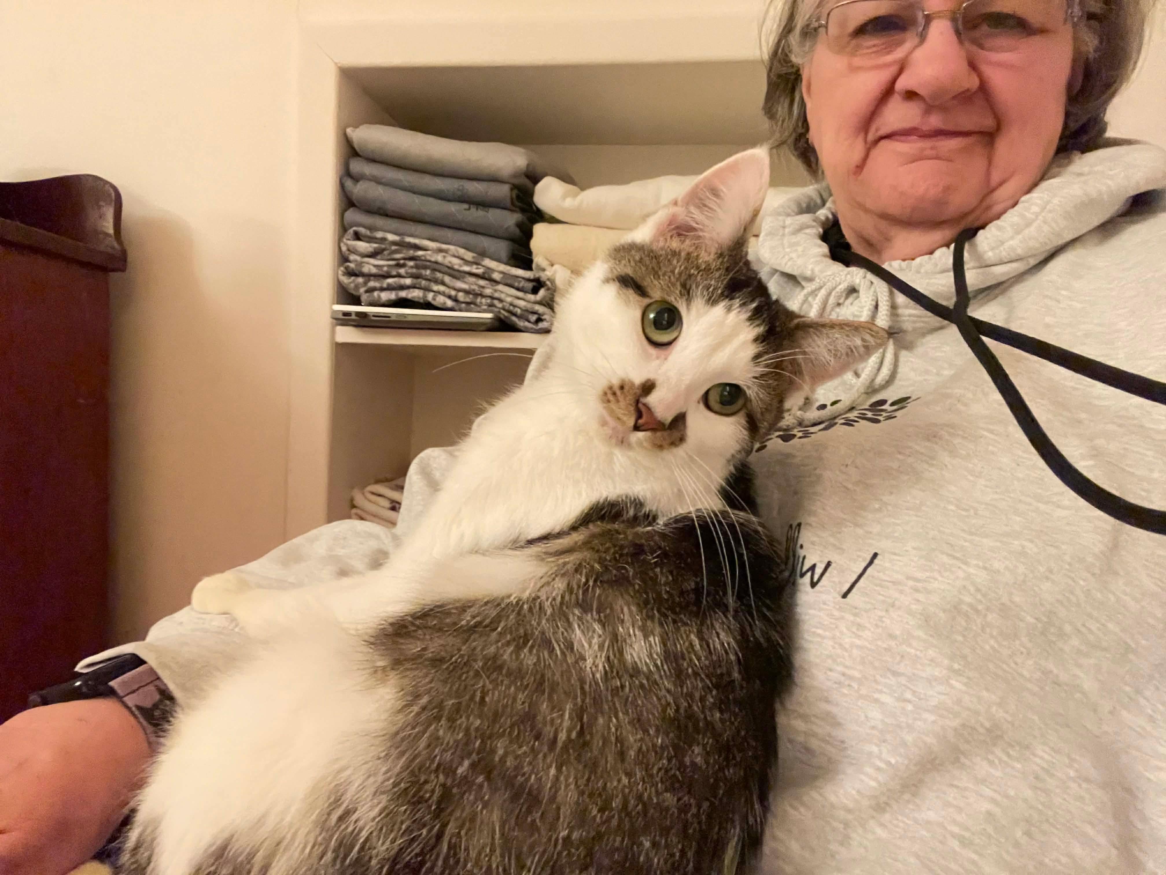 Enlarge Katie, a ADOPTABLE Domestic Short Hair in Rochester , NY image 4/6