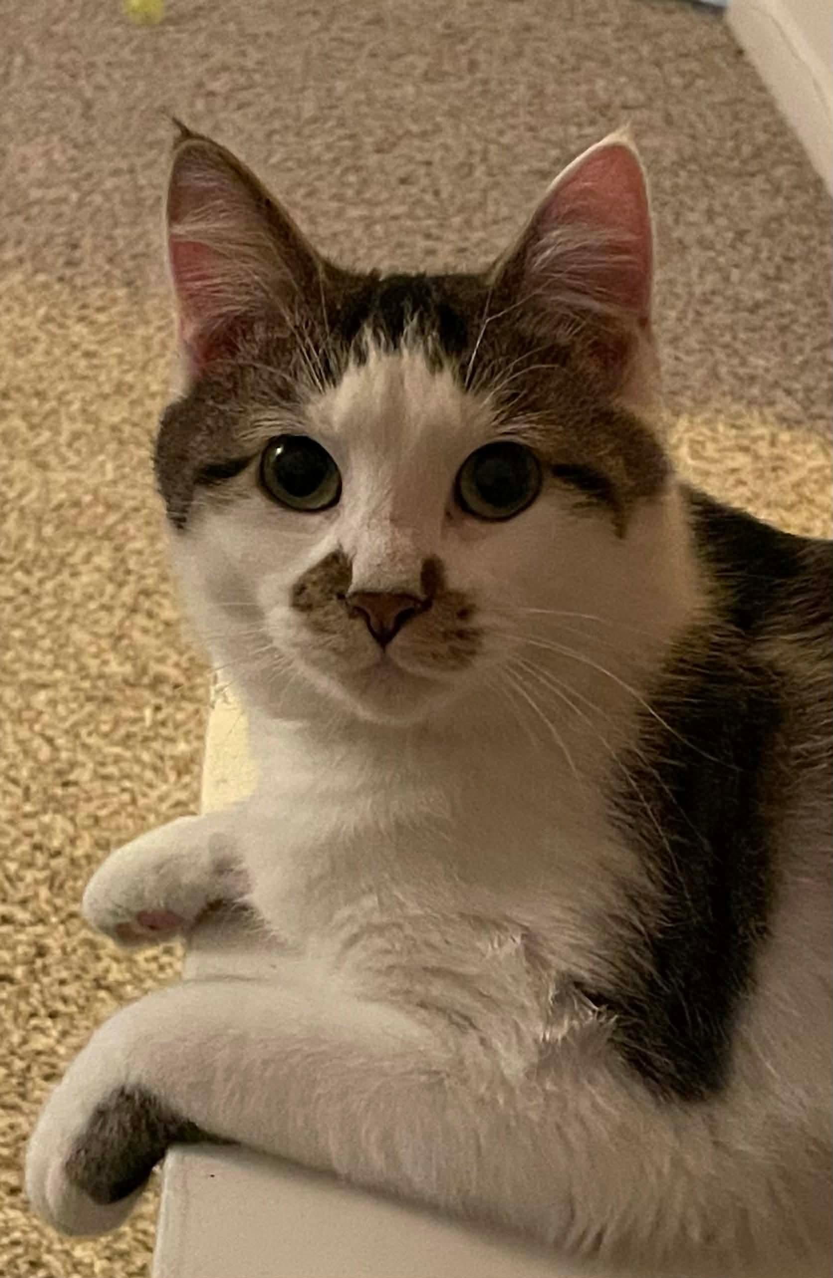 Enlarge Katie, a ADOPTABLE Domestic Short Hair in Rochester , NY image 4/6