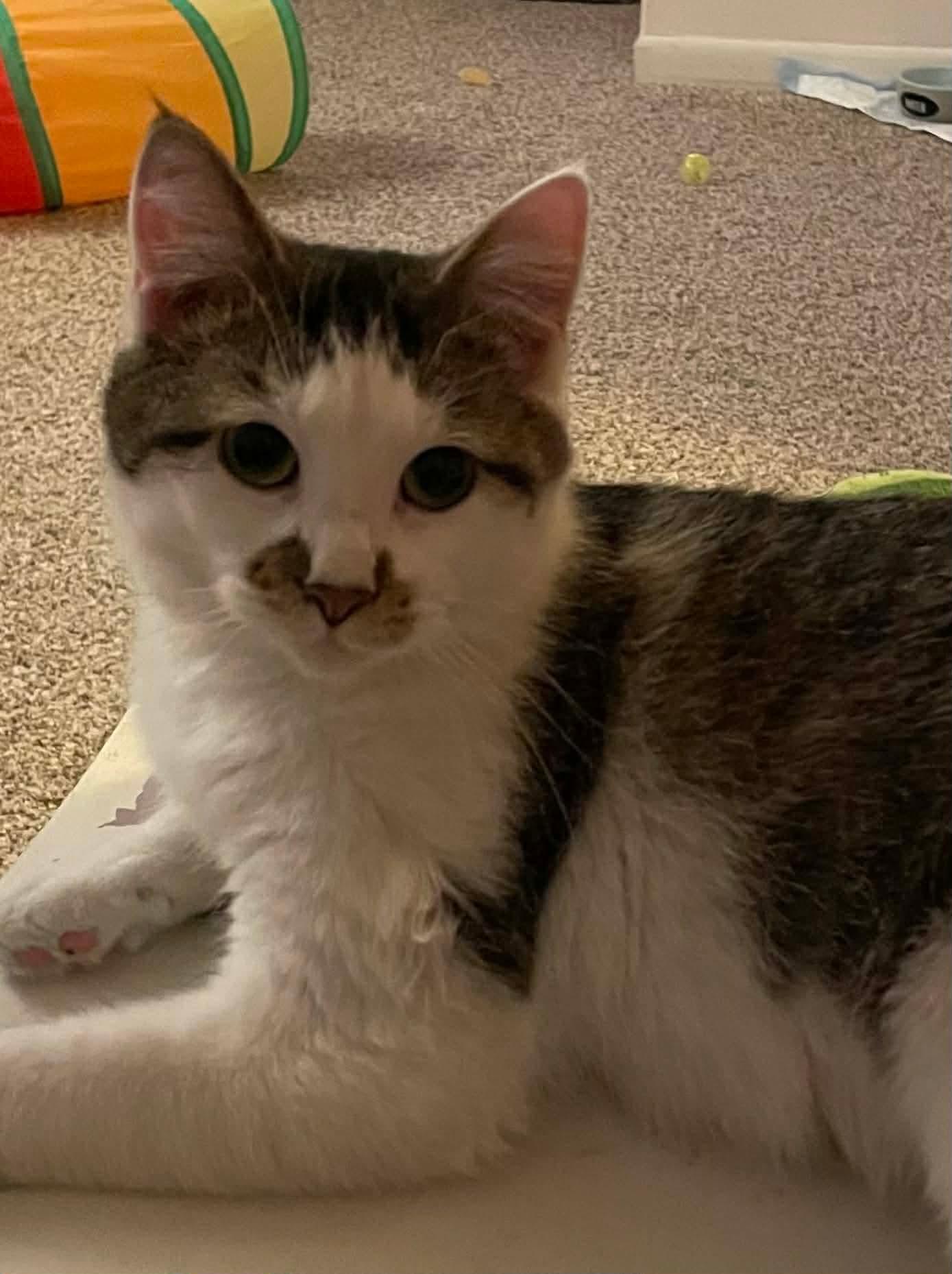 Enlarge Katie, a ADOPTABLE Domestic Short Hair in Rochester , NY image 5/6