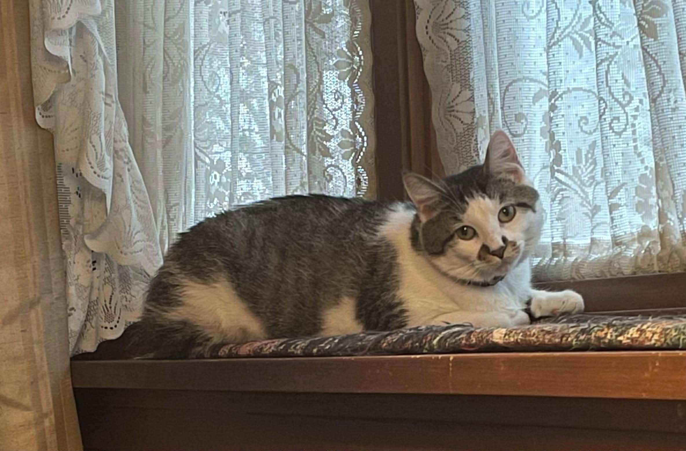 Enlarge Katie, a ADOPTABLE Domestic Short Hair in Rochester , NY image 5/6