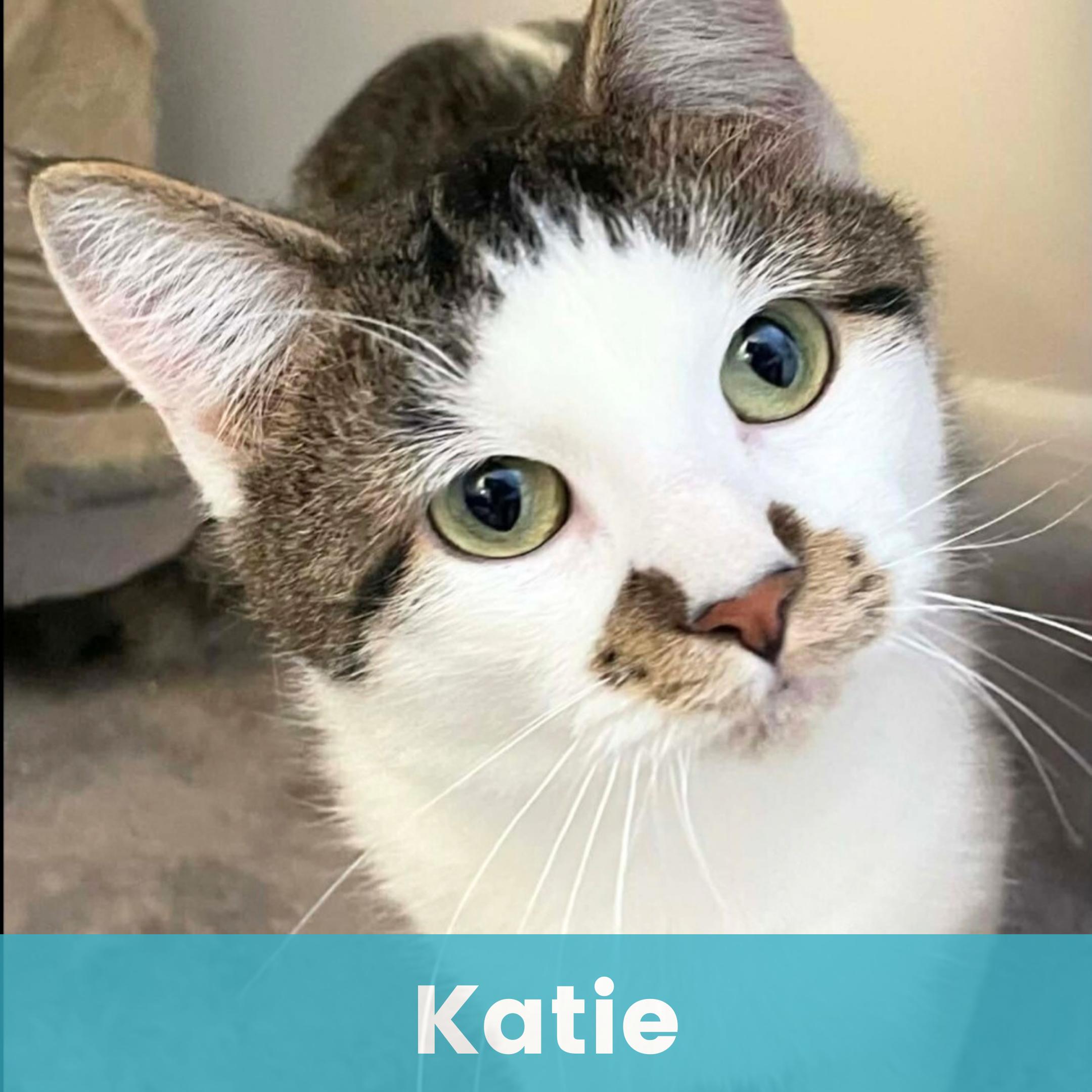 Katie, ADOPTABLE, Kitten Female Domestic Short Hair.