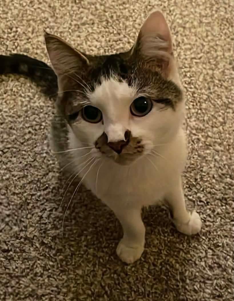 Enlarge Katie, a ADOPTABLE Domestic Short Hair in Rochester , NY image 5/6