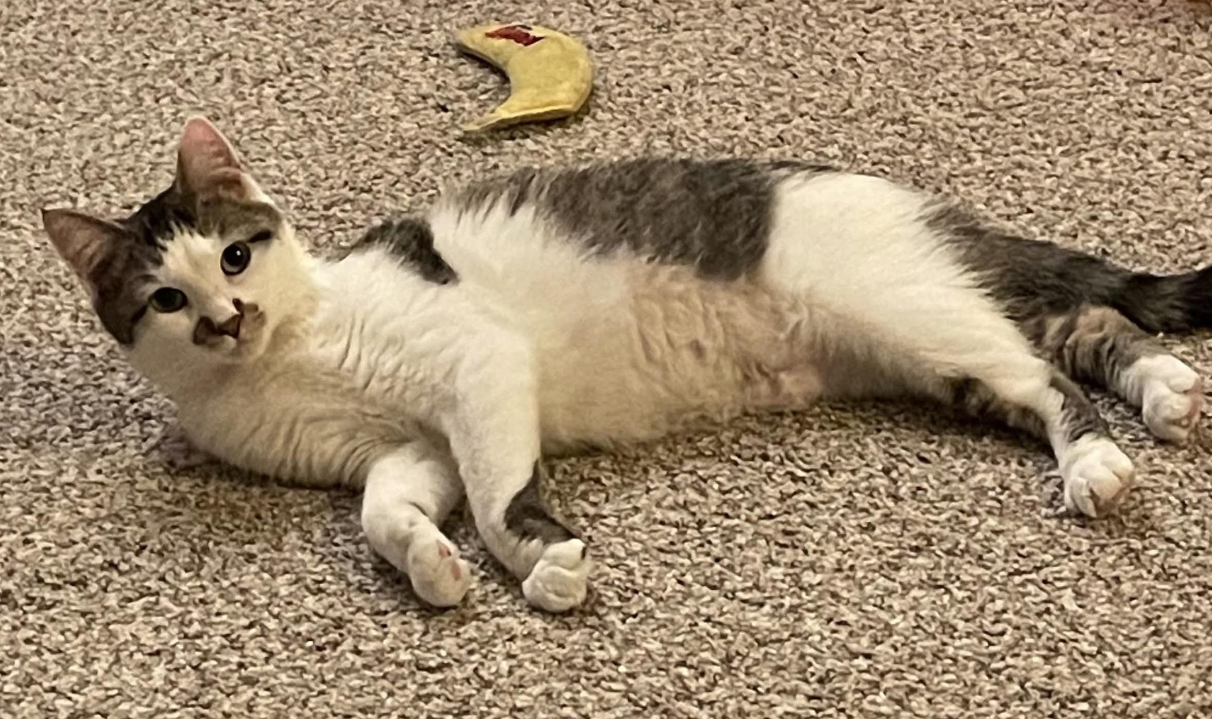 Enlarge Katie, a ADOPTABLE Domestic Short Hair in Rochester , NY image 6/6