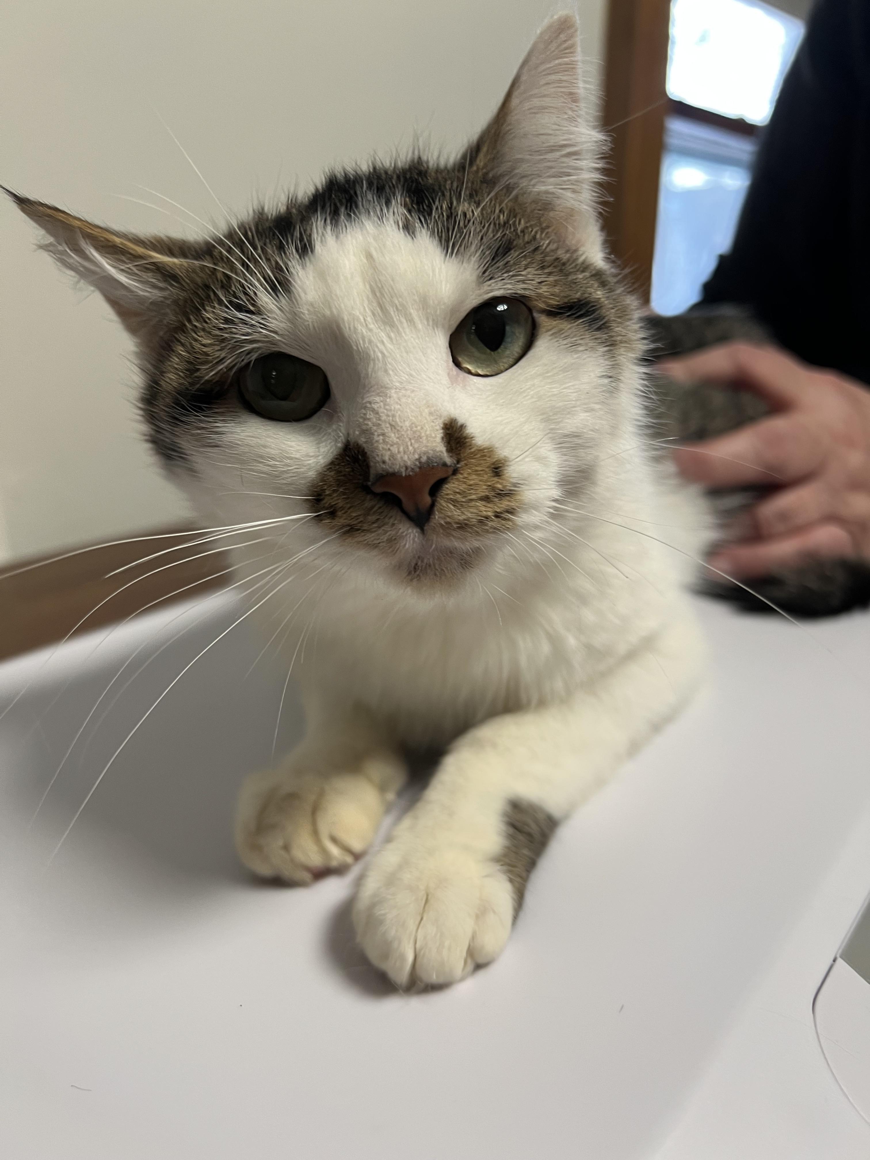 Enlarge Katie, a ADOPTABLE Domestic Short Hair in Rochester , NY image 2/6