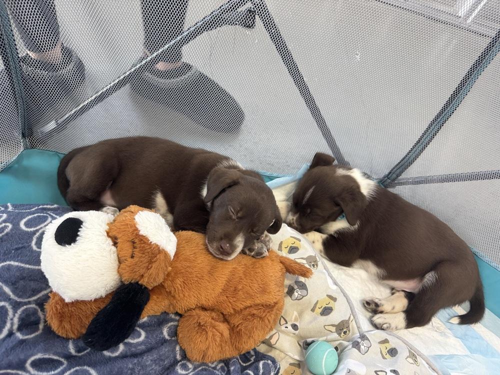 Pumpkin Pie thumbnail 2