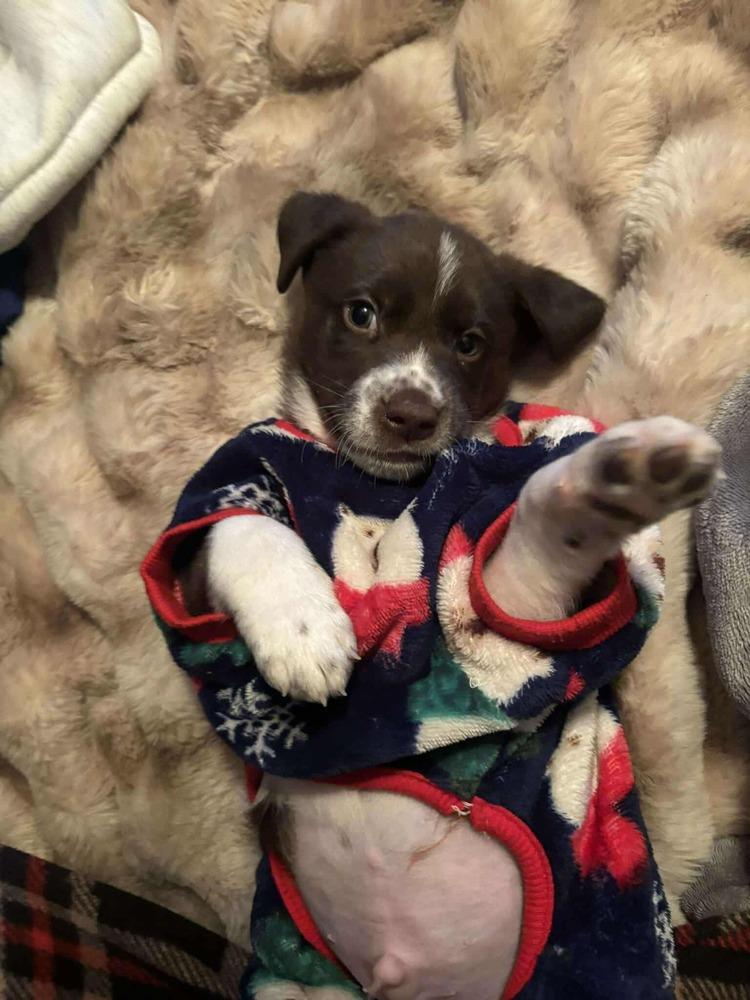 Pumpkin Pie thumbnail 3