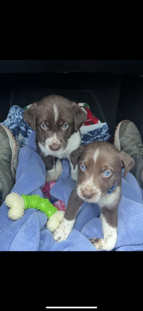 Pumpkin Pie thumbnail 4