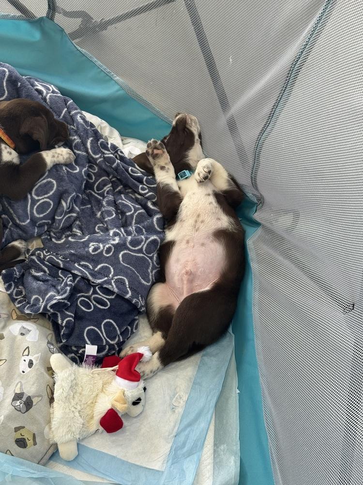 Pumpkin Pie thumbnail 5