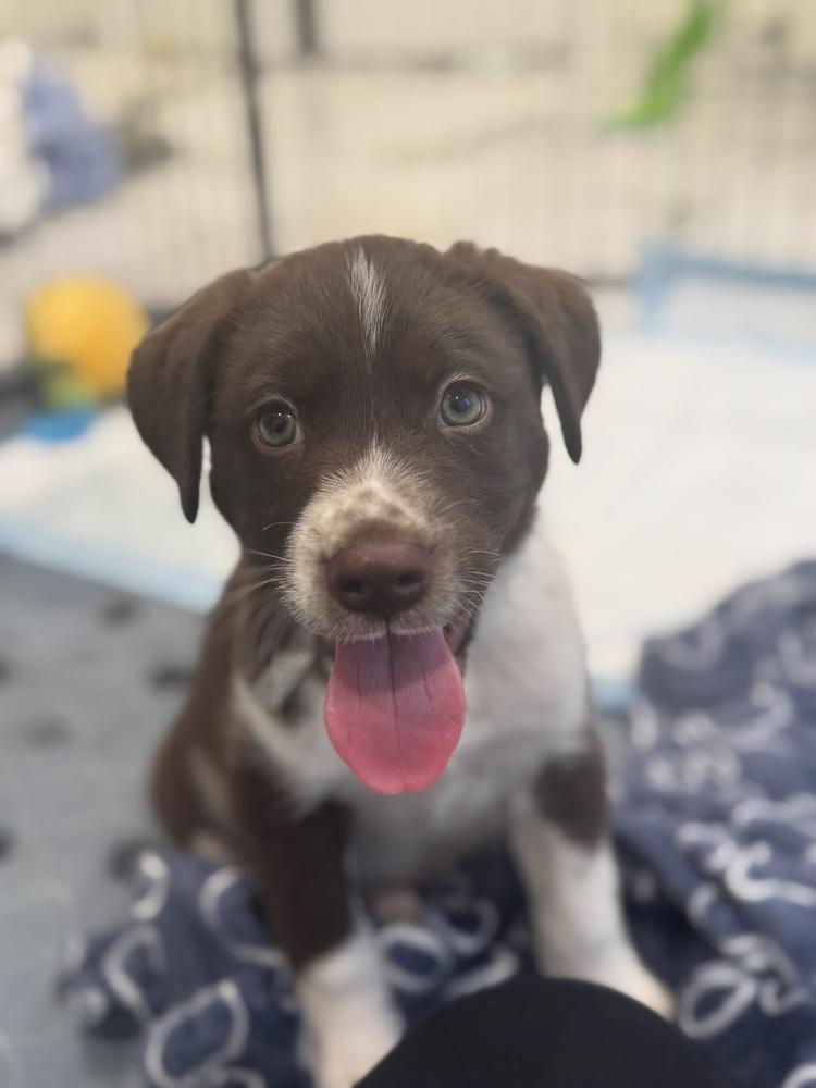 Pumpkin Pie thumbnail 6