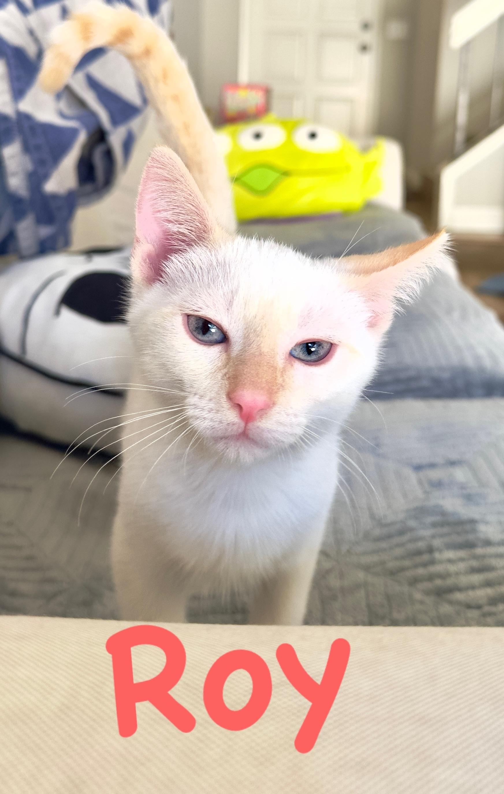 Enlarge Roy and Roa (Bonded Brothers), an adopted Siamese in Fullerton, CA image 2/6