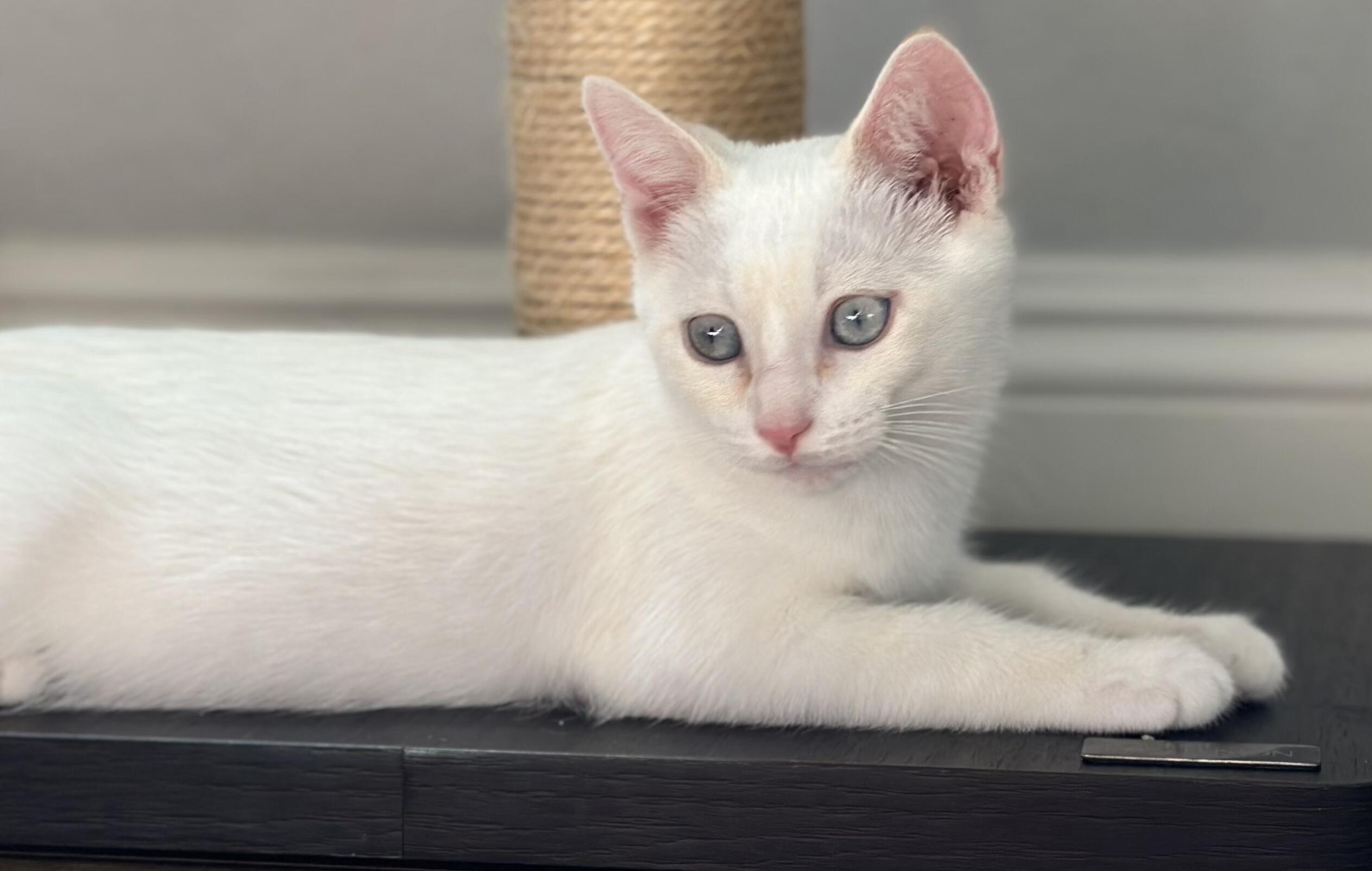 Enlarge Roy and Roa (Bonded Brothers), an adopted Siamese in Fullerton, CA image 3/6