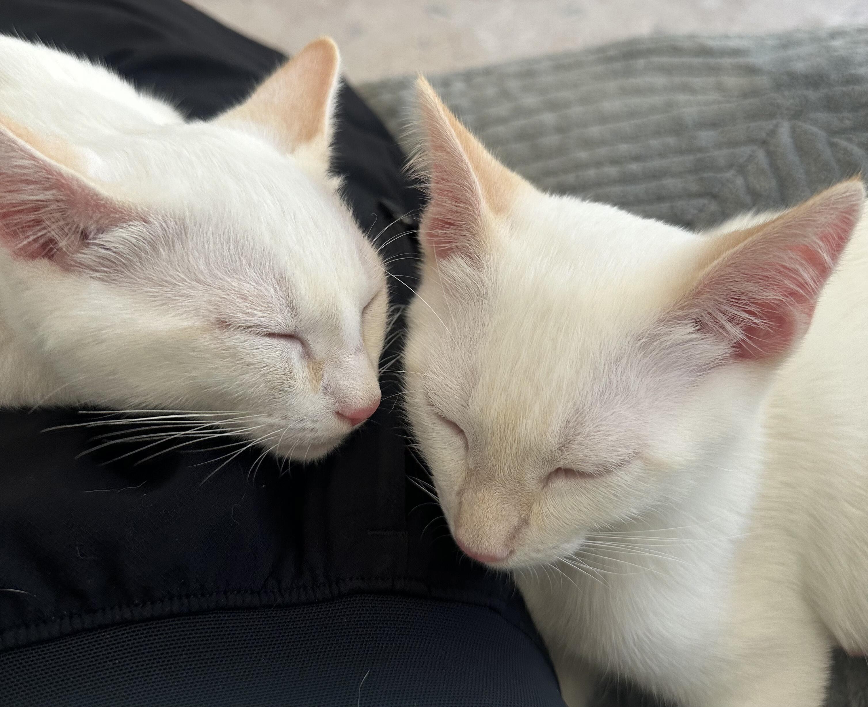 Enlarge Roy and Roa (Bonded Brothers), an adopted Siamese in Fullerton, CA image 1/6