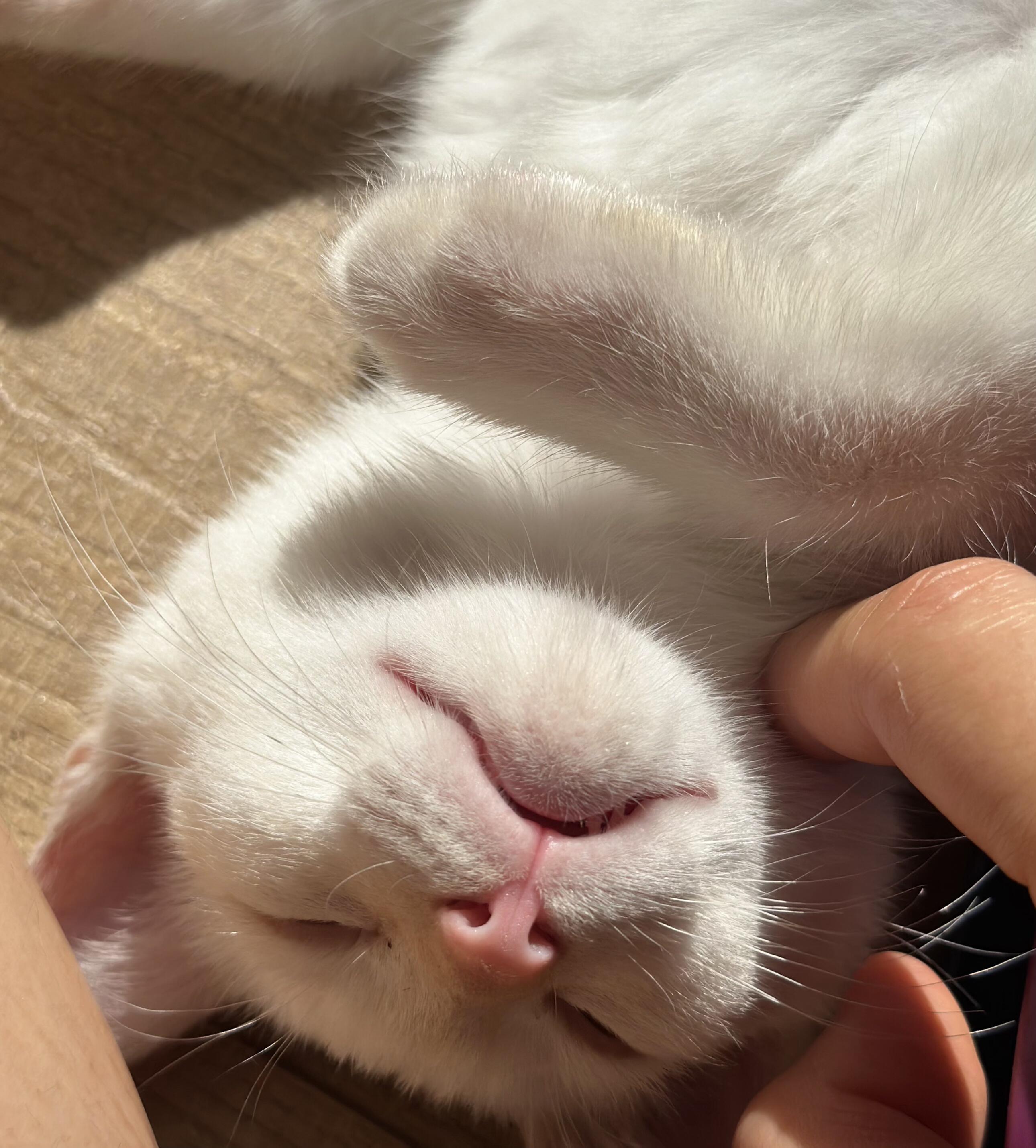 Enlarge Roy and Roa (Bonded Brothers), an adopted Siamese in Fullerton, CA image 4/6