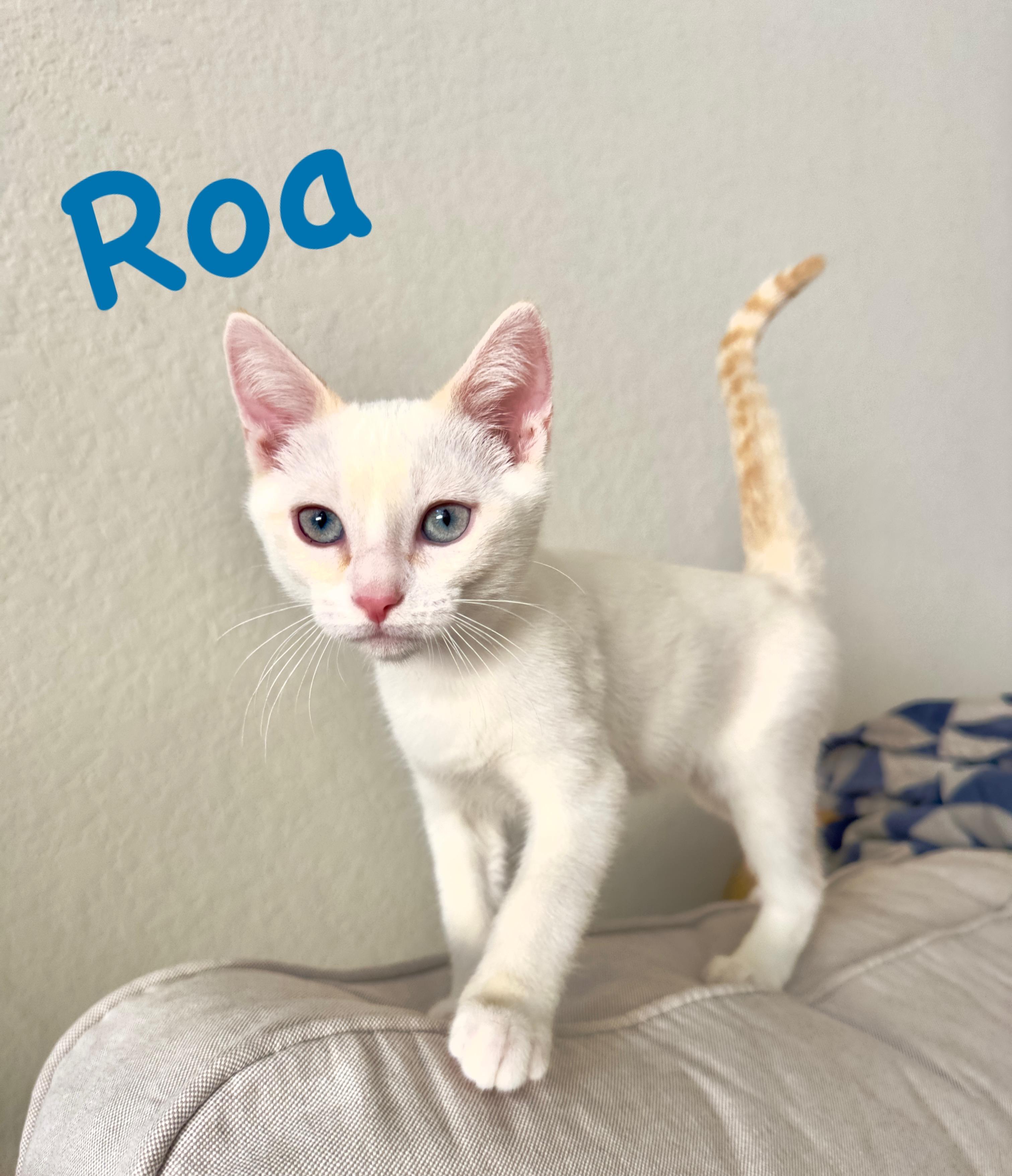 Enlarge Roy and Roa (Bonded Brothers), an adopted Siamese in Fullerton, CA image 5/6