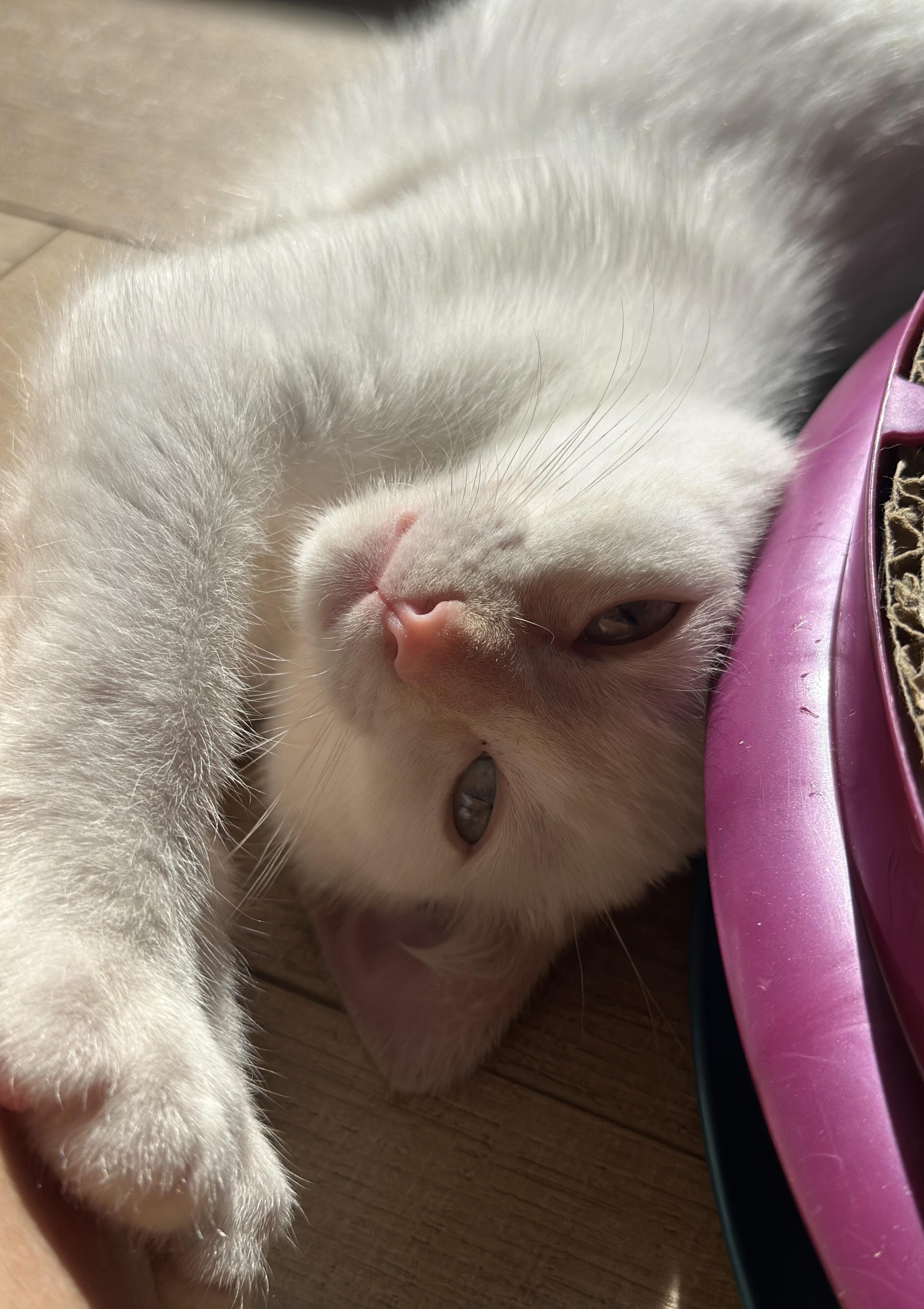 Enlarge Roy and Roa (Bonded Brothers), an adopted Siamese in Fullerton, CA image 6/6