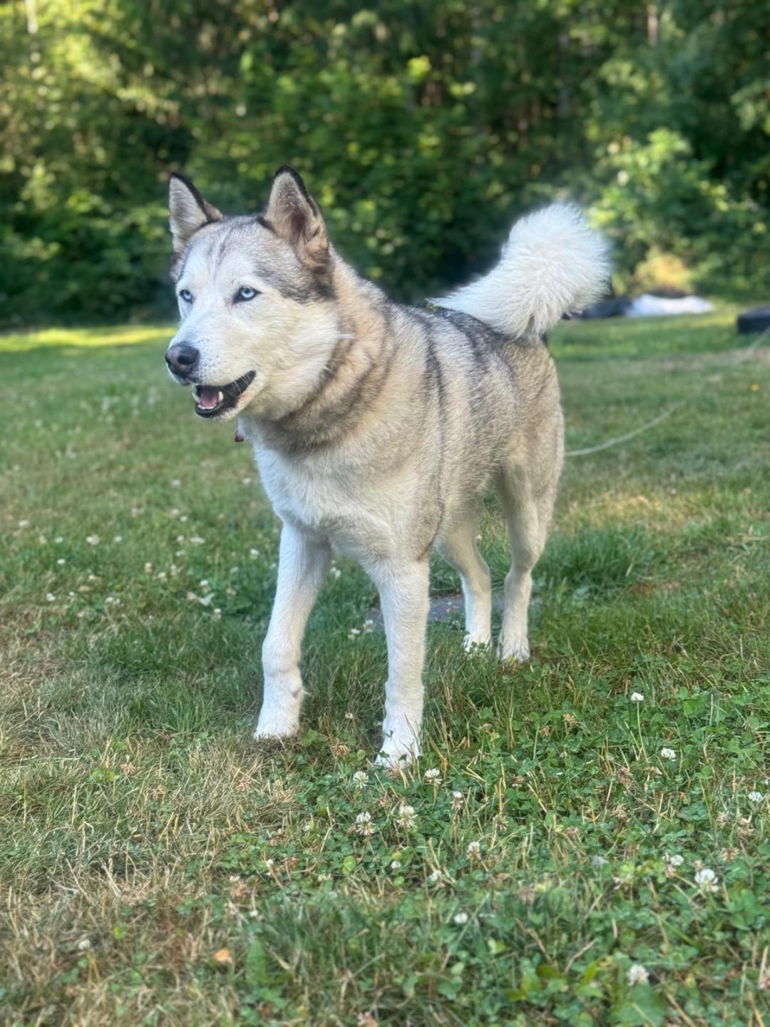Hachi