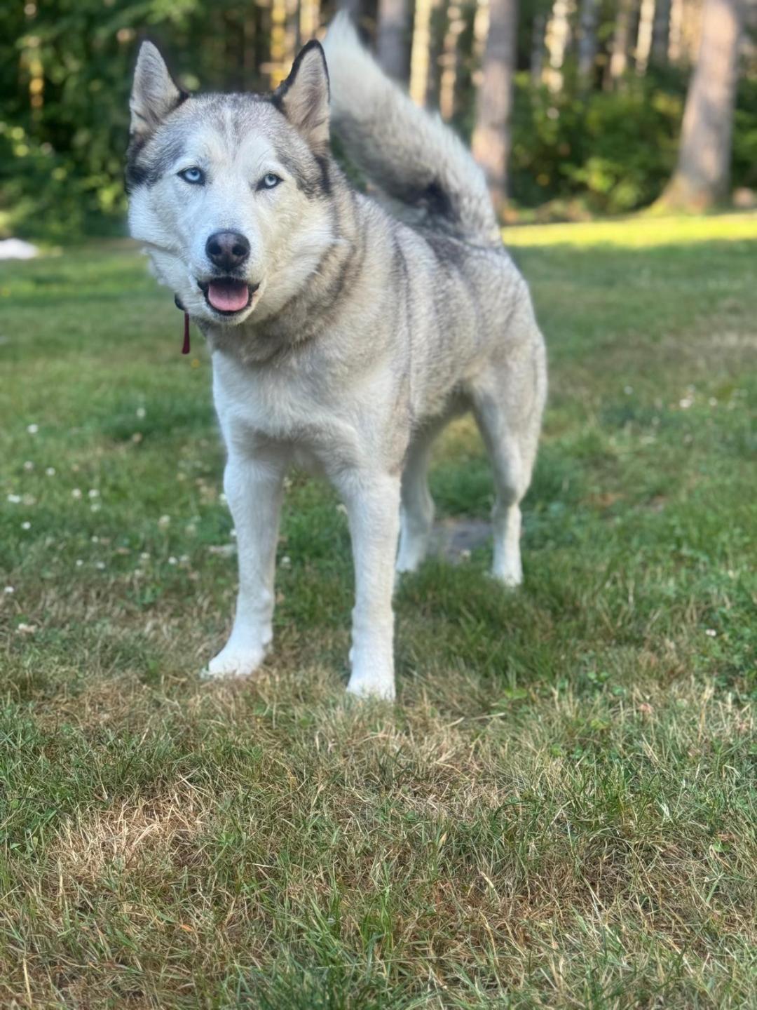 Hachi
