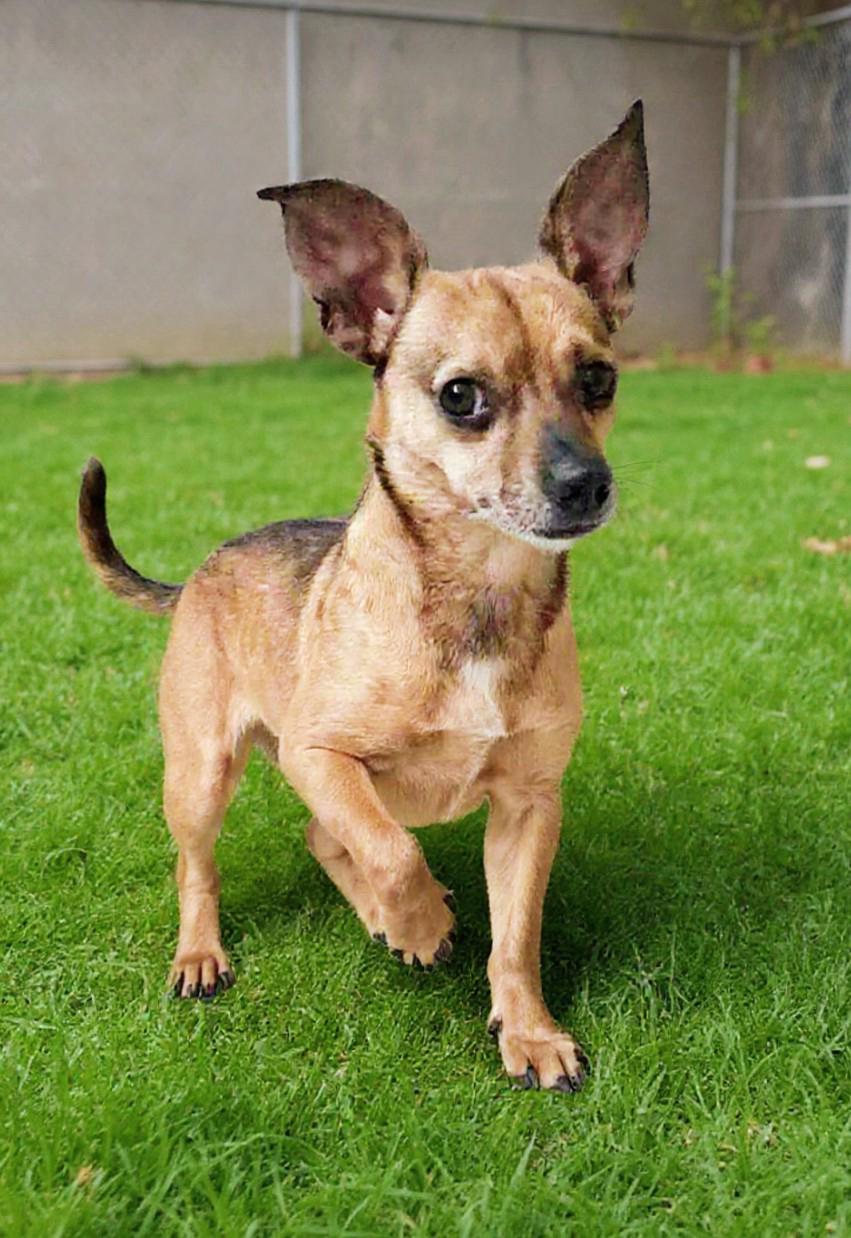 Enlarge Uno, an adopted mixed breed in Houston, TX image 2/3