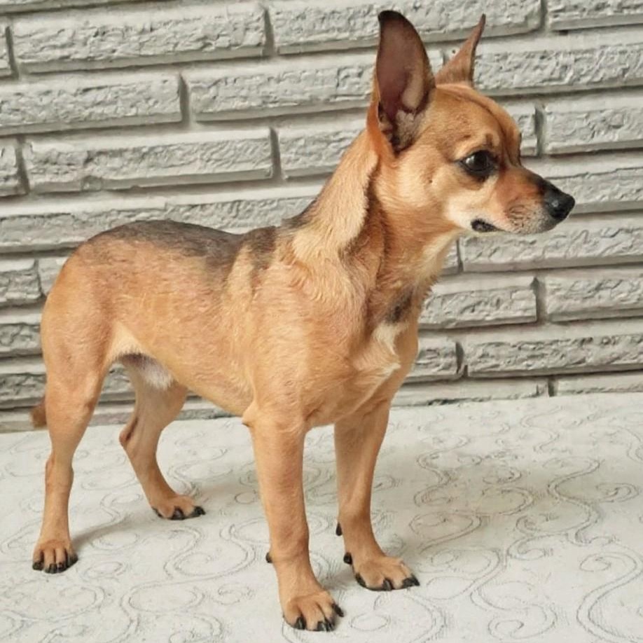 Enlarge Uno, an adopted mixed breed in Houston, TX image 3/3