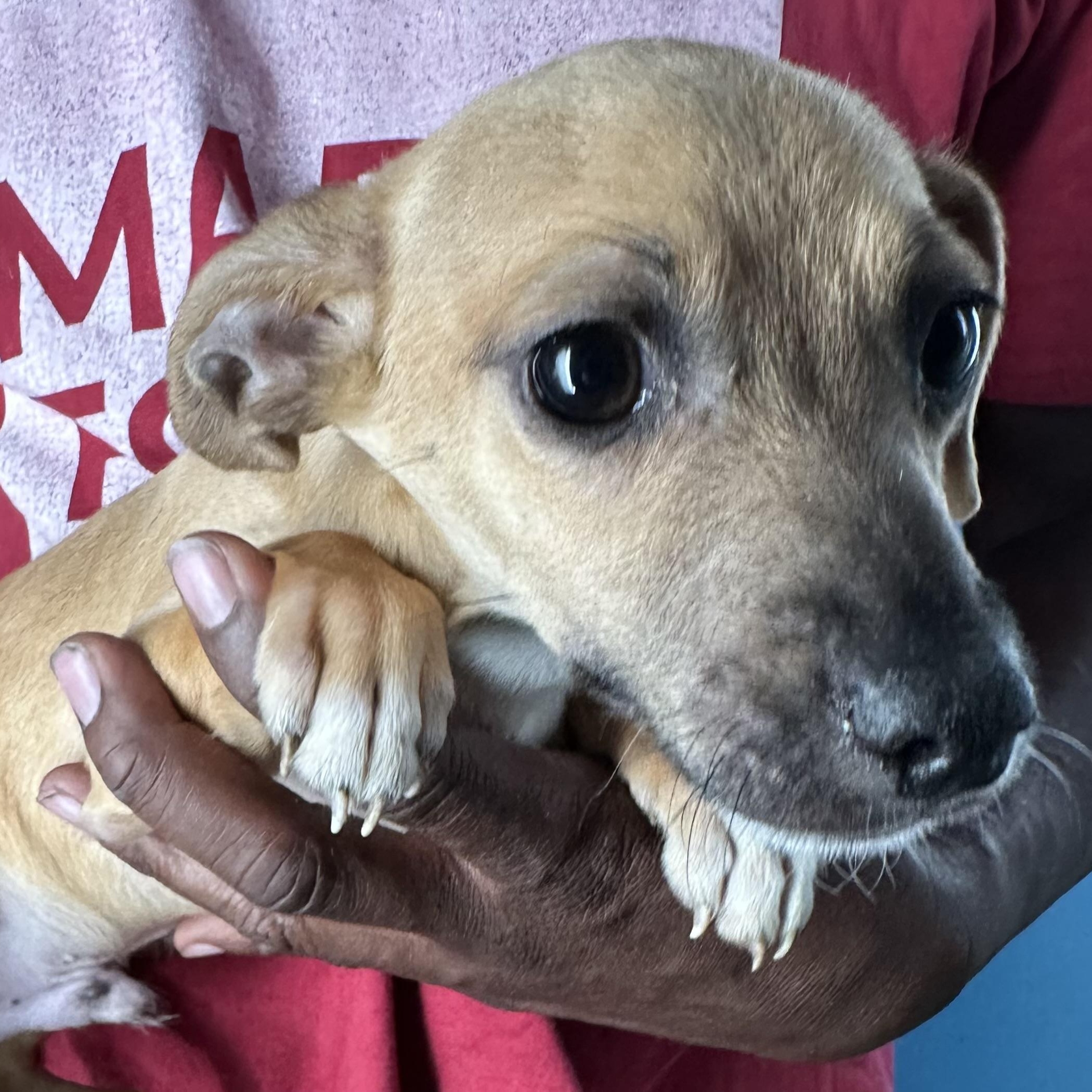 Albus - Local August 28-30, an adoptable mixed breed in Beaverton , OR image 3/6