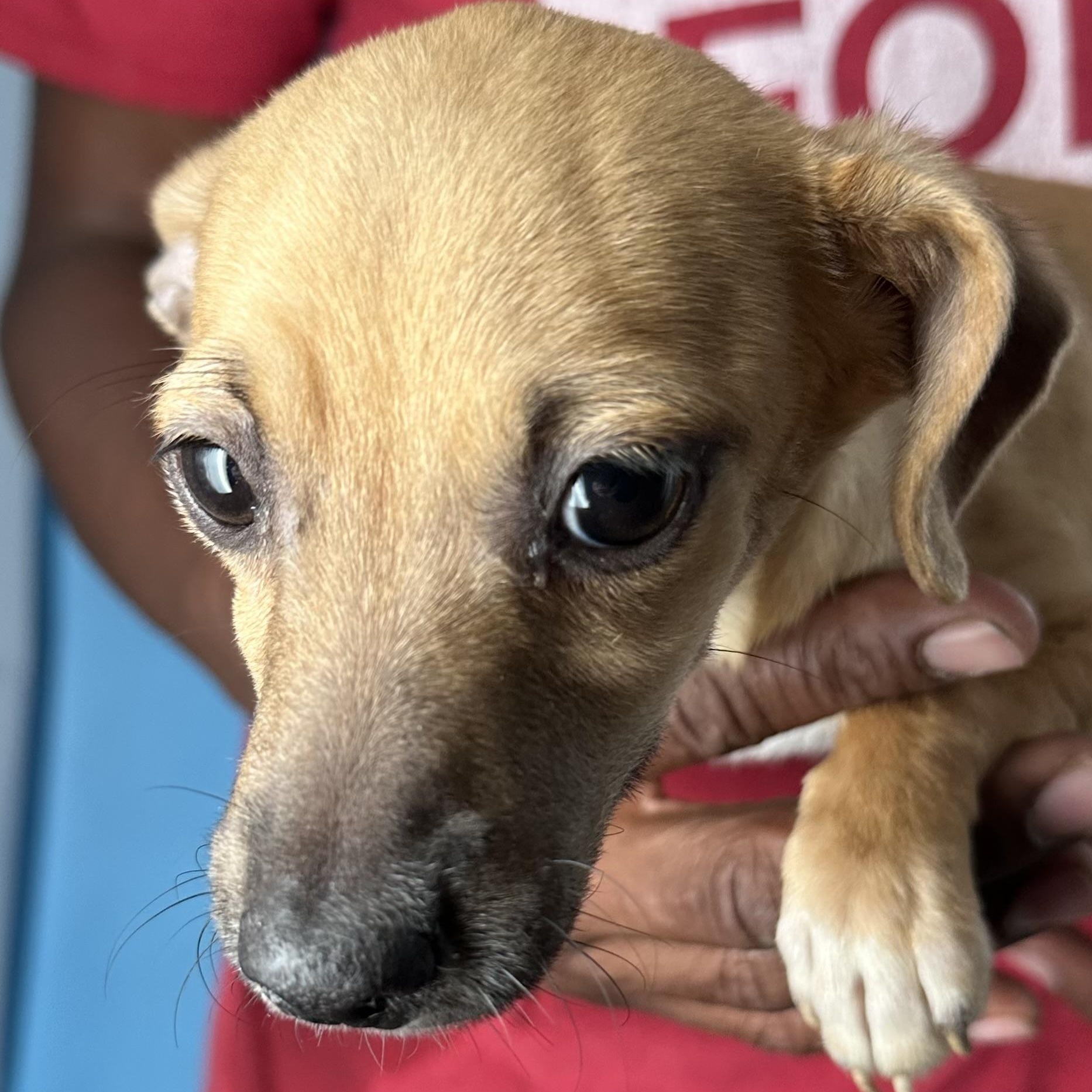 Albus - Local August 28-30, an adoptable mixed breed in Beaverton , OR image 4/6
