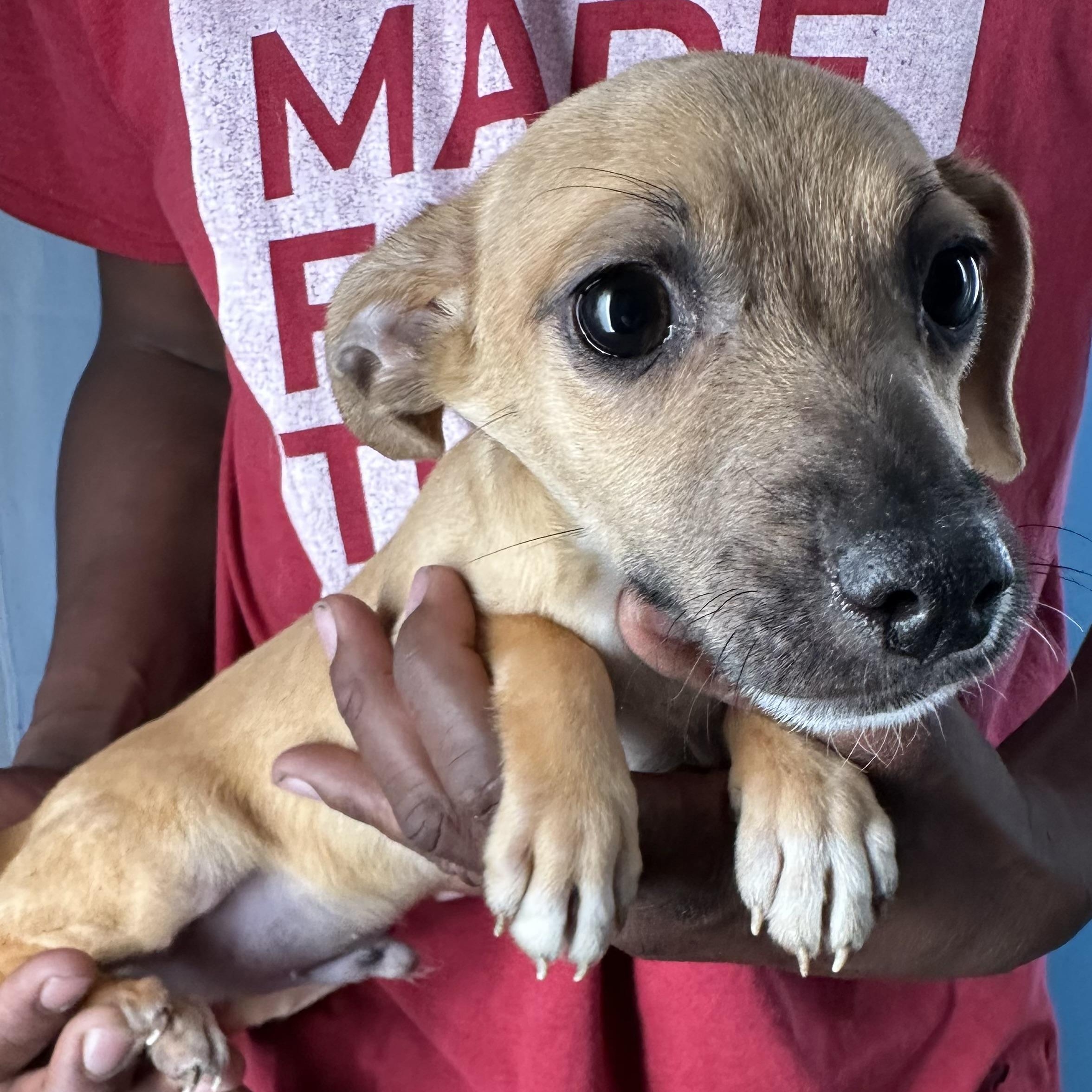 Albus - Local August 28-30, adoptable, Puppy Male Chihuahua & Dachshund.