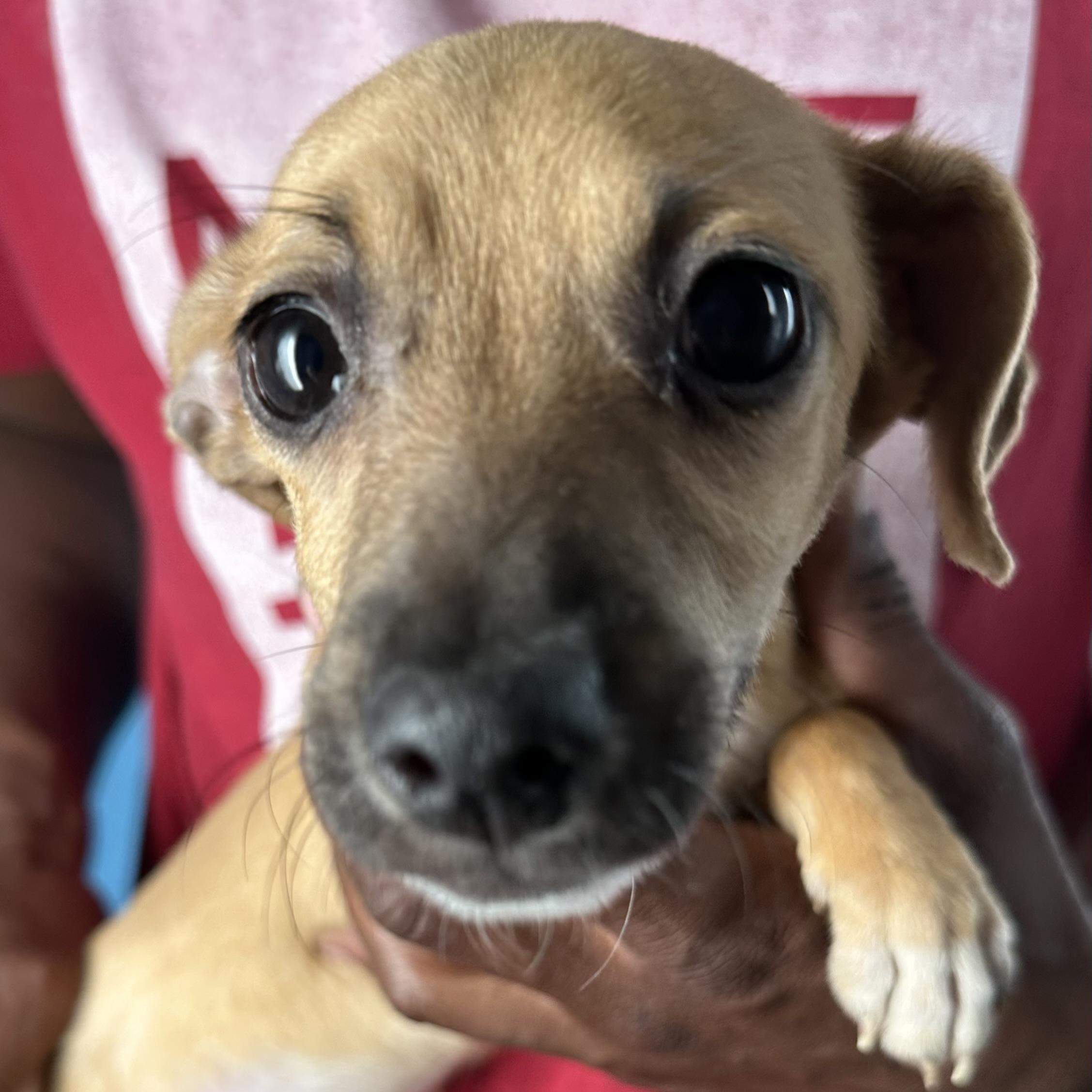 Albus - Local August 28-30, an adoptable mixed breed in Beaverton , OR image 6/6