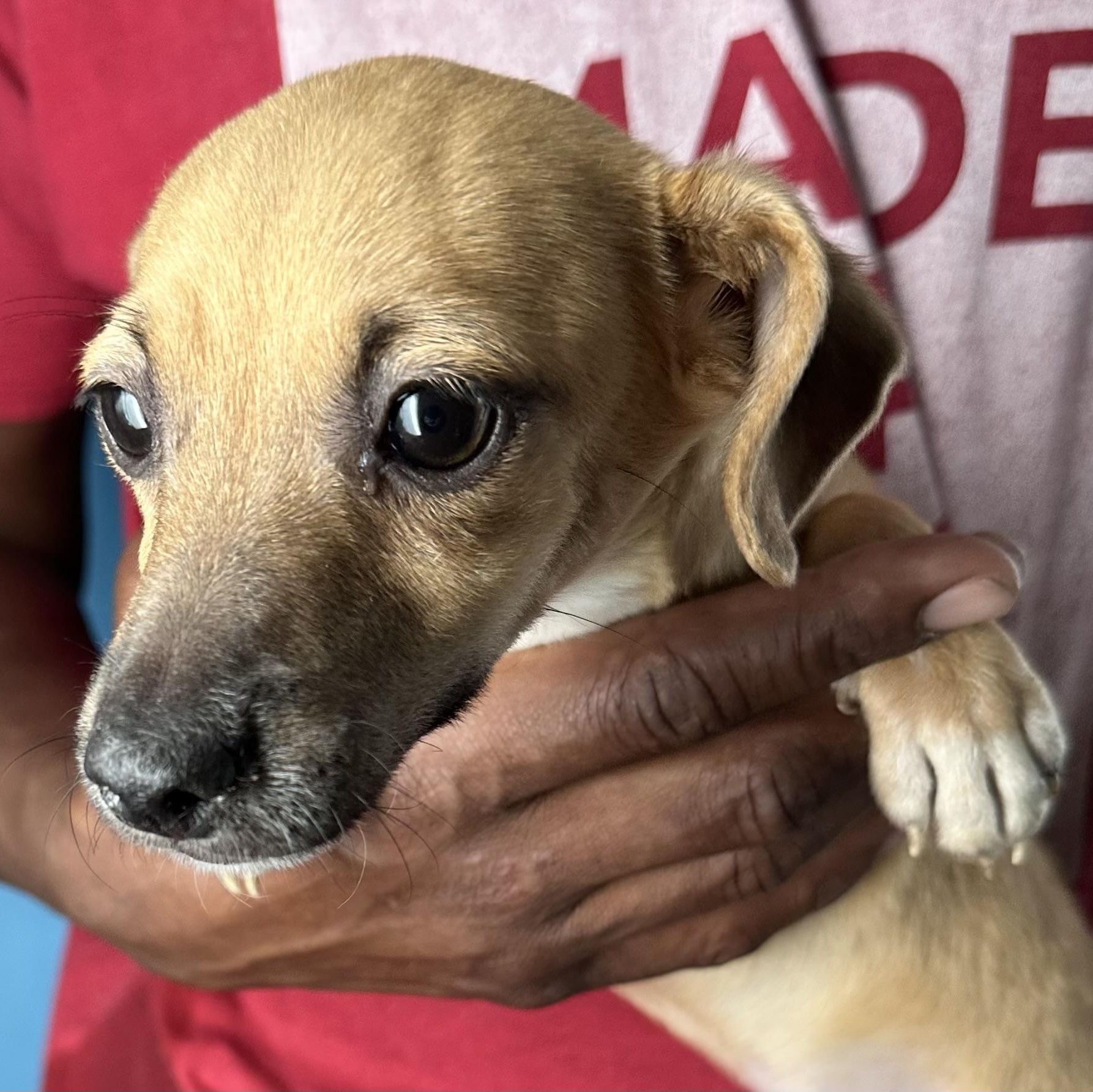 Albus - Local August 28-30, an adoptable mixed breed in Beaverton , OR image 2/6