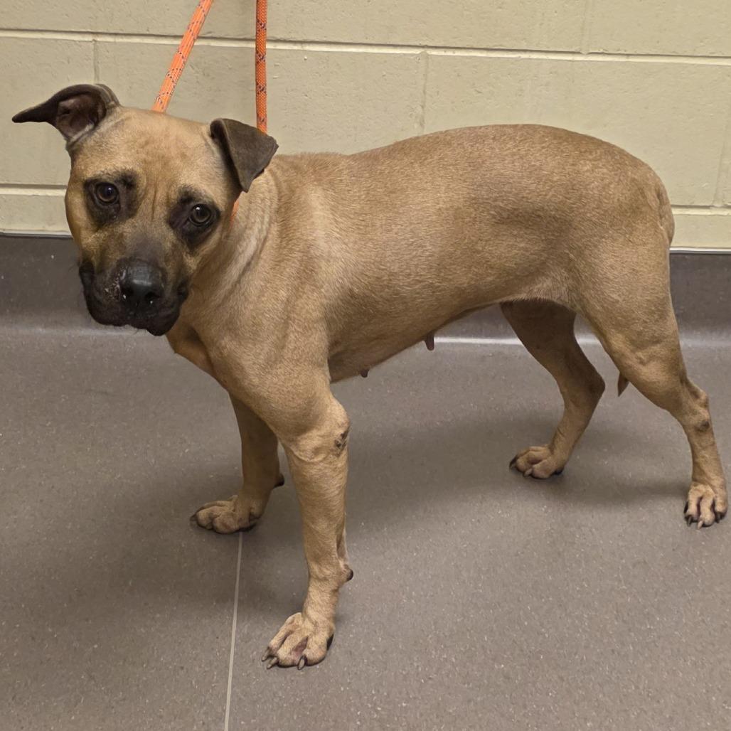 Matilda, Adoptable, Adult Female Black Mouth Cur & None.