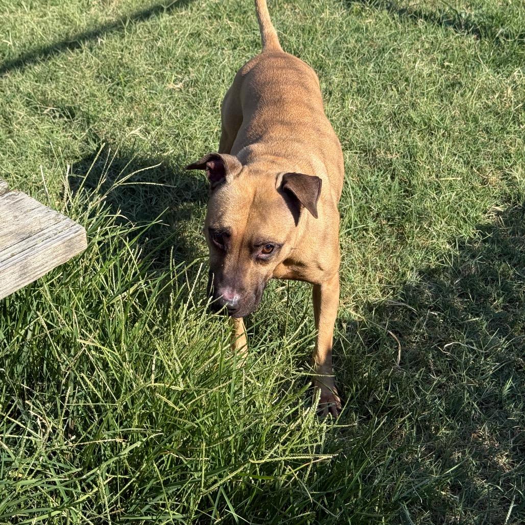 Enlarge Matilda, a Adoptable Black Mouth Cur in Norman, OK image 2/4