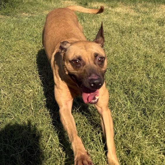 Matilda, a Adoptable Black Mouth Cur in Norman, OK image 2/4