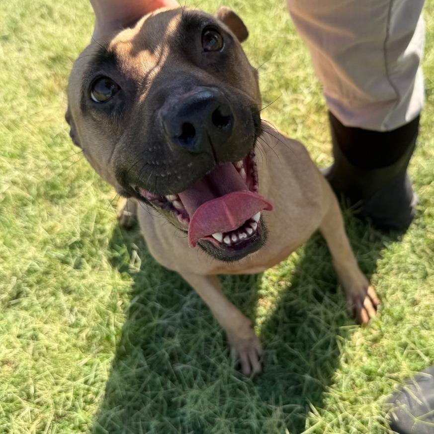 Matilda, a Adoptable Black Mouth Cur in Norman, OK image 3/4