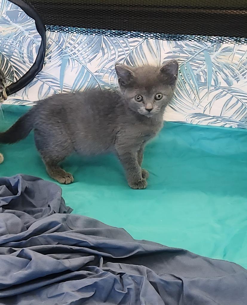 Mist, Adopted, Kitten Female Domestic Short Hair.